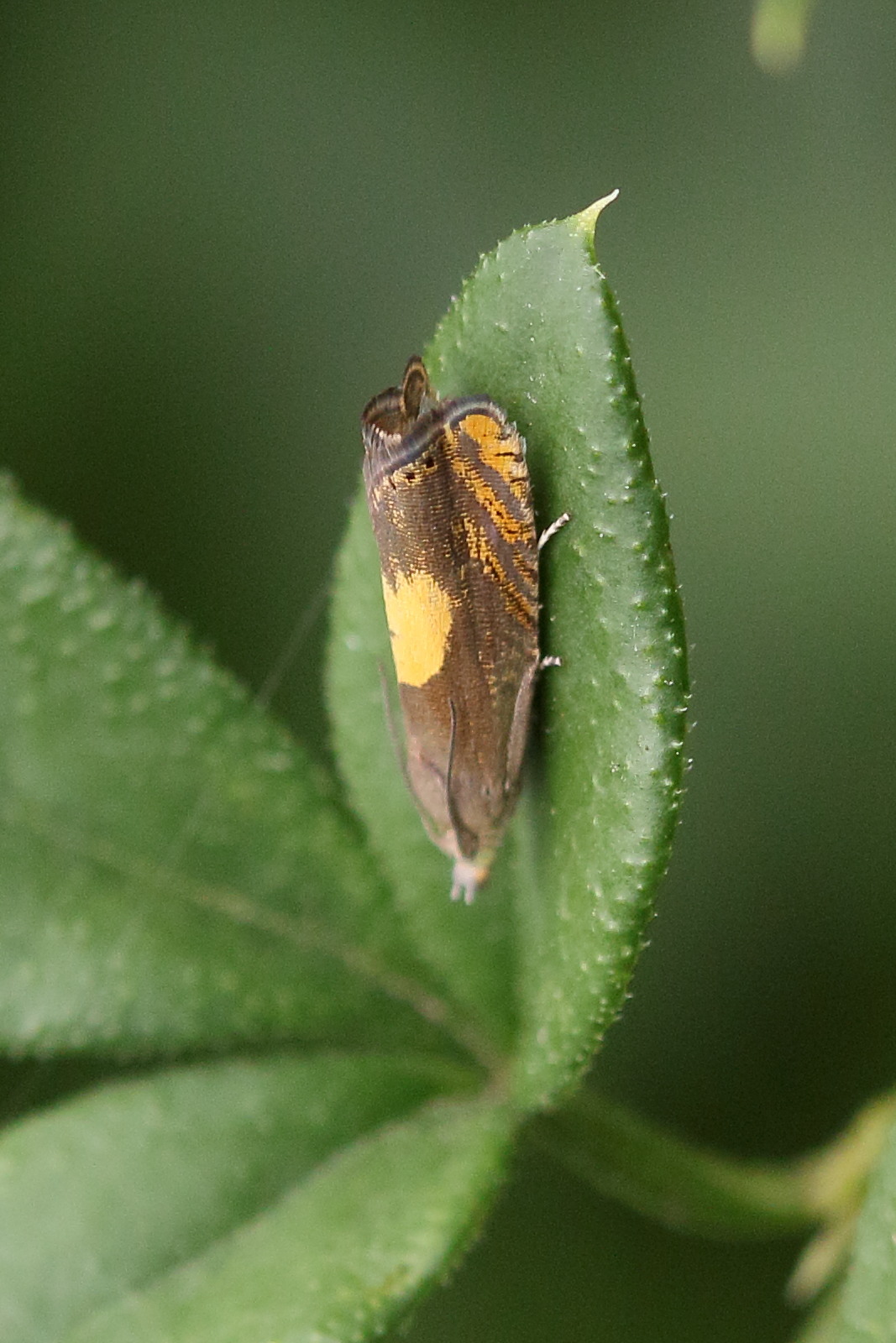 dichrorampha_petiverella2md