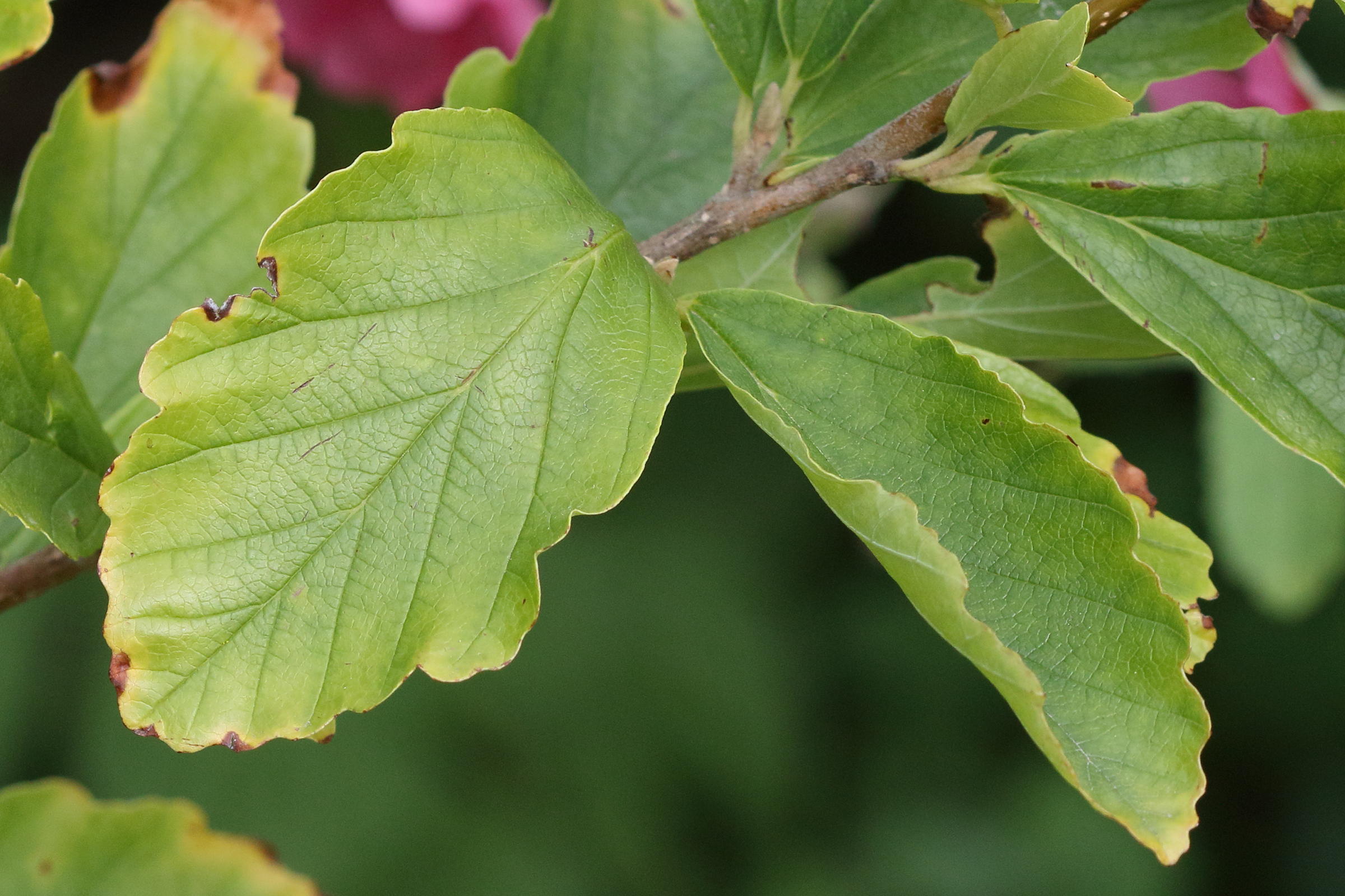 Afficher le média hamamelis_x_intermedia5md hamamelis_x_intermedia5md