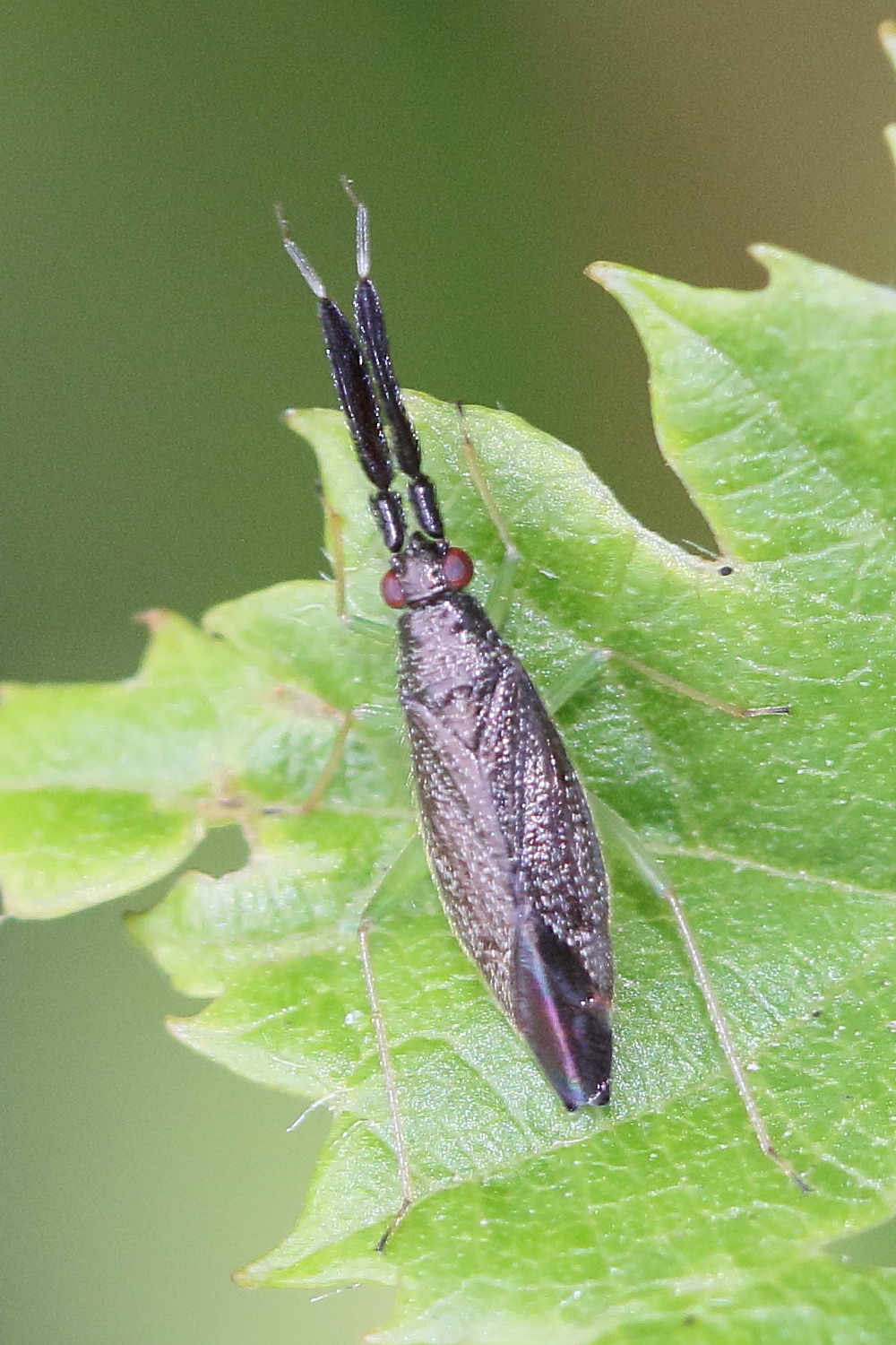 heterotoma_planicornis1md