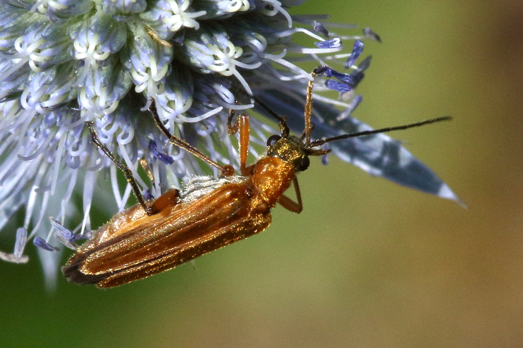 oedemera_podagrariae2bd