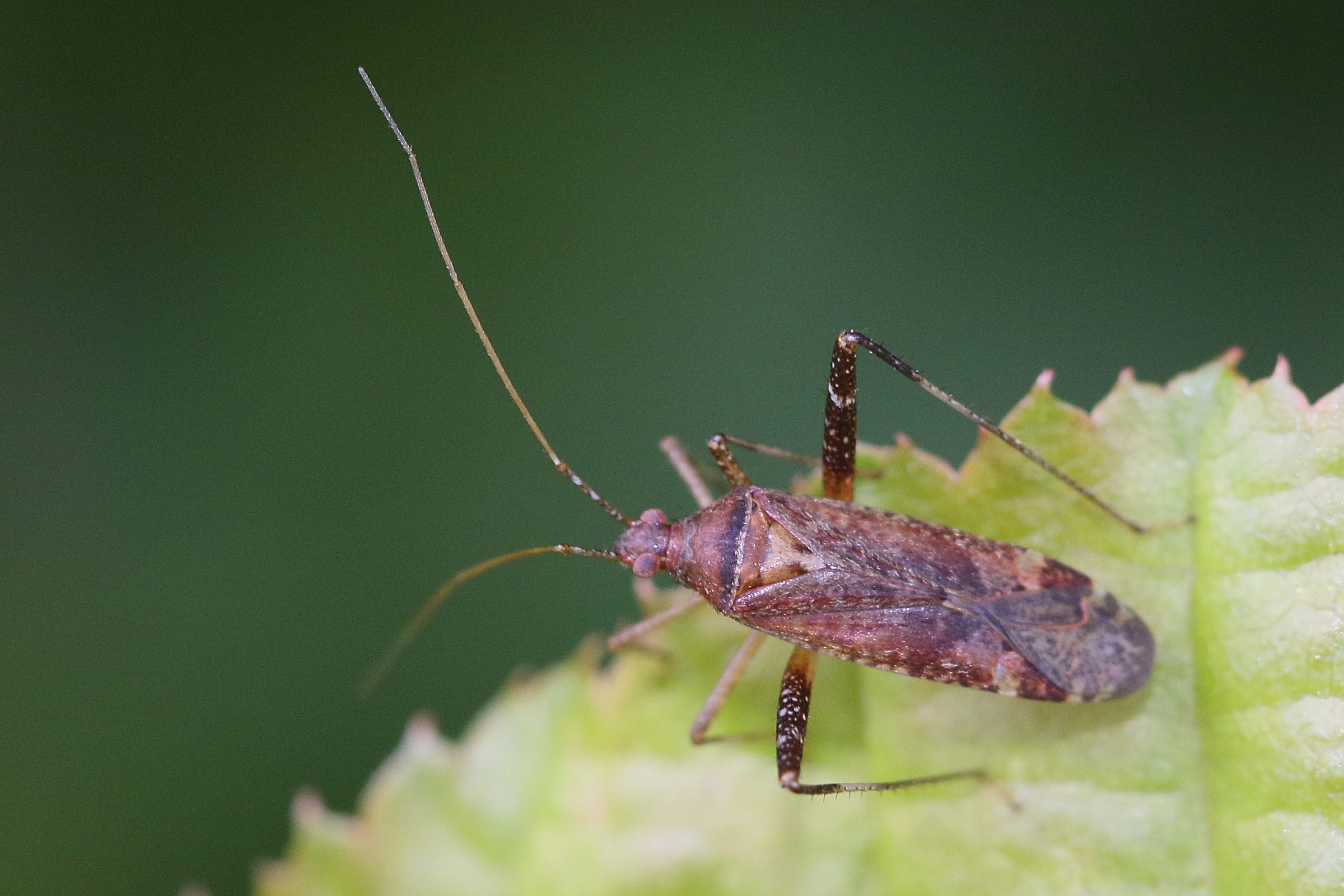 phytocoris_varipes1md