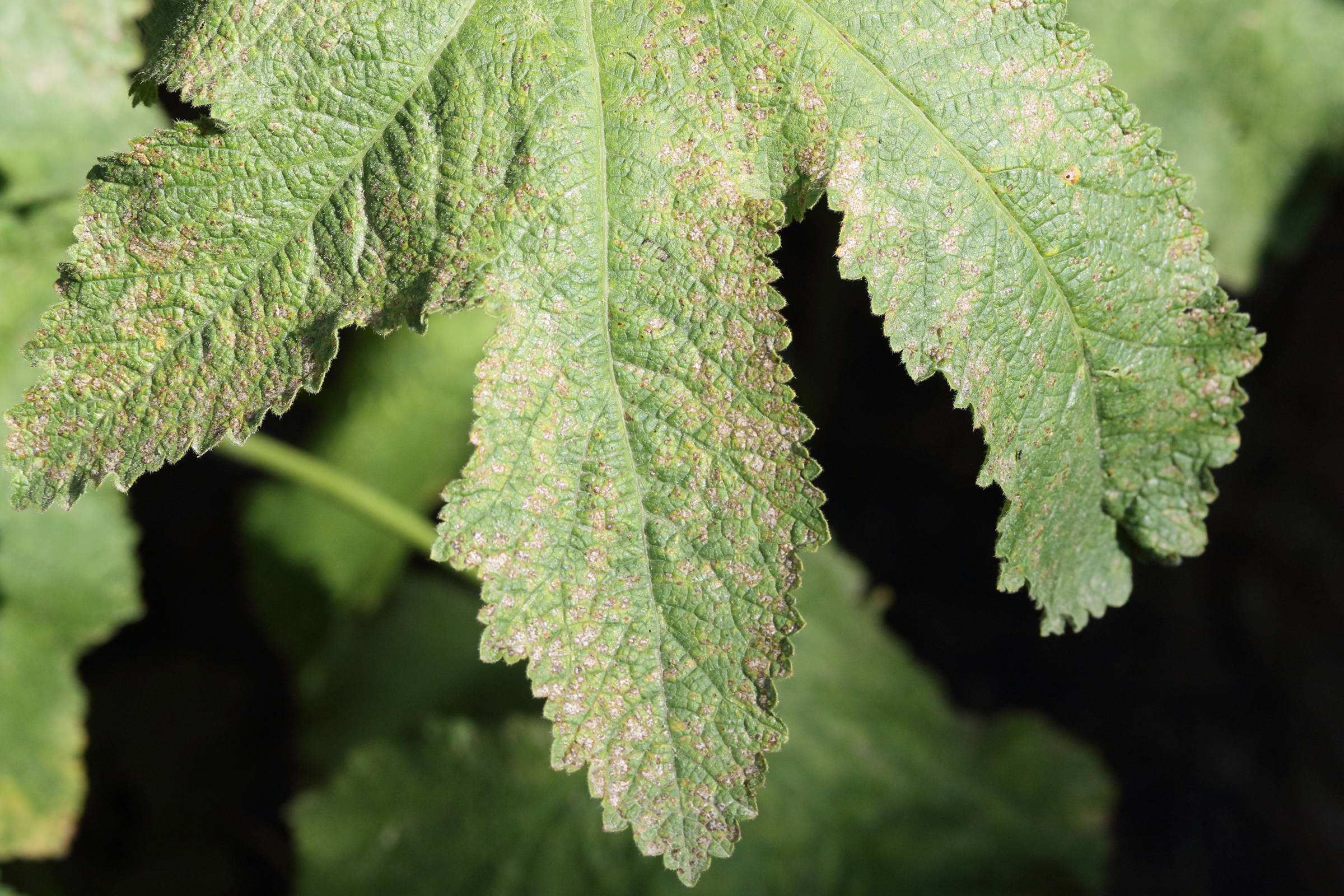 Afficher le média puccinia_malvacearum1md puccinia_malvacearum1md