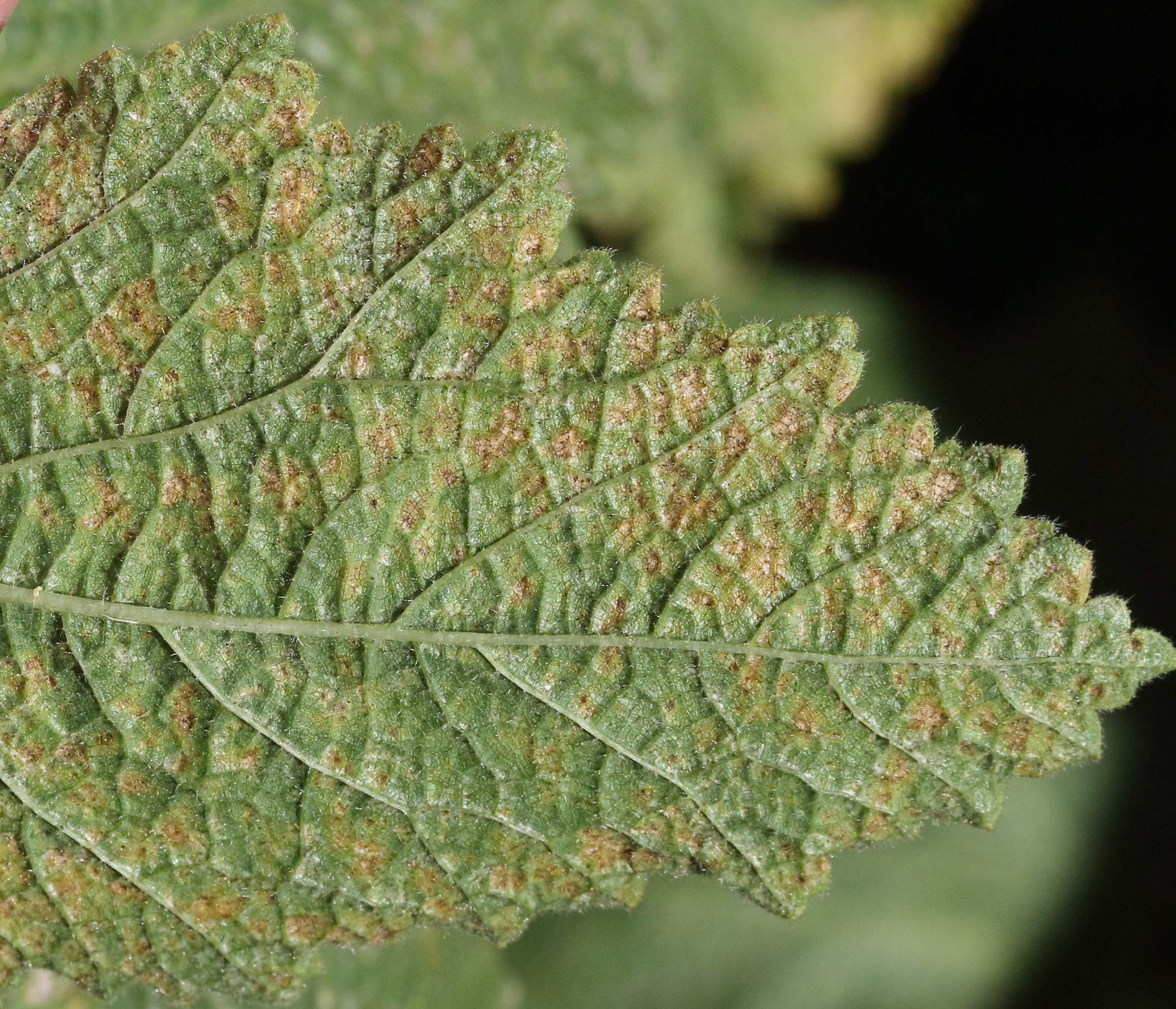 Afficher le média puccinia_malvacearum2md puccinia_malvacearum2md