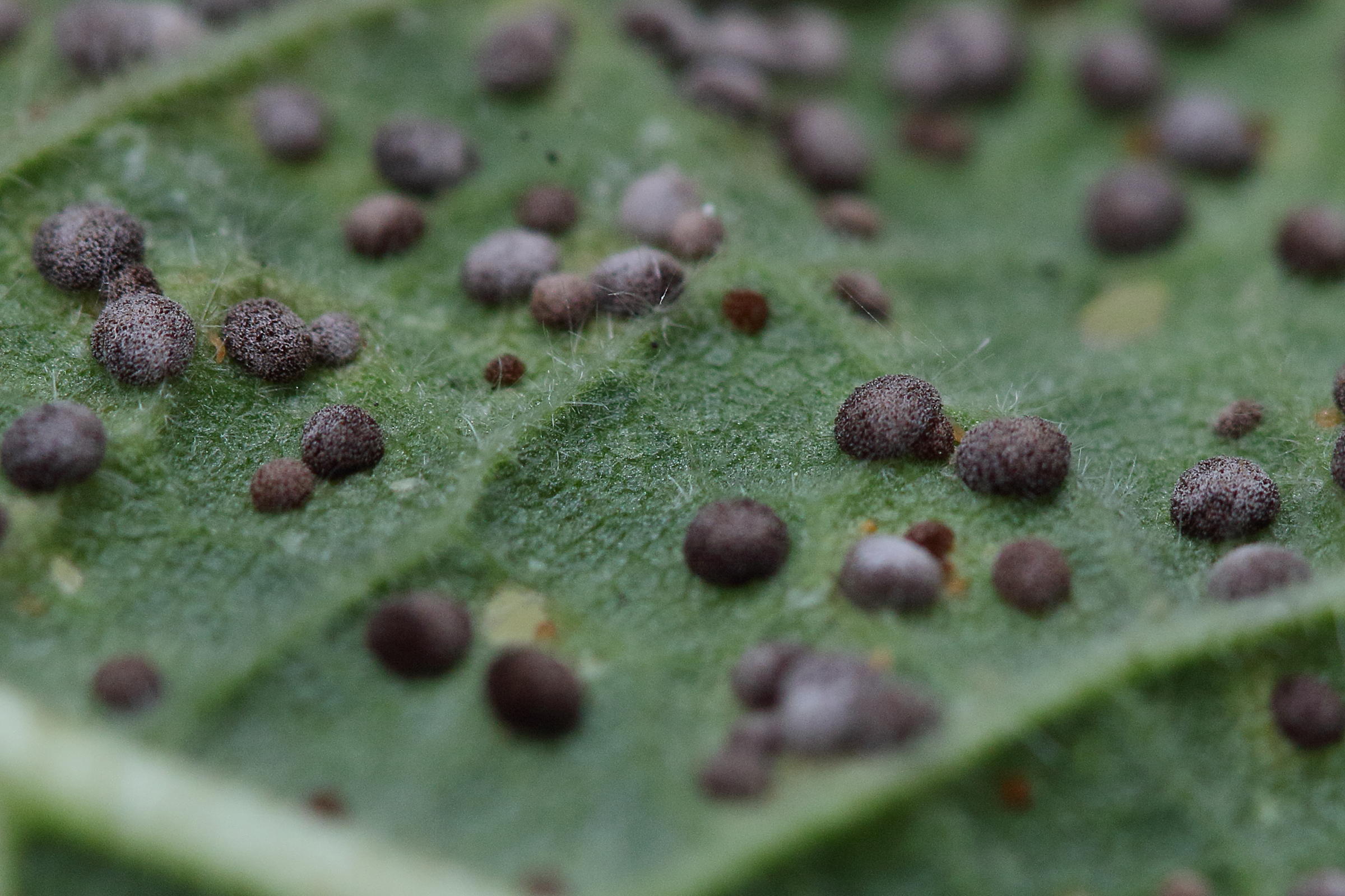 Afficher le média puccinia_malvacearum3md puccinia_malvacearum3md