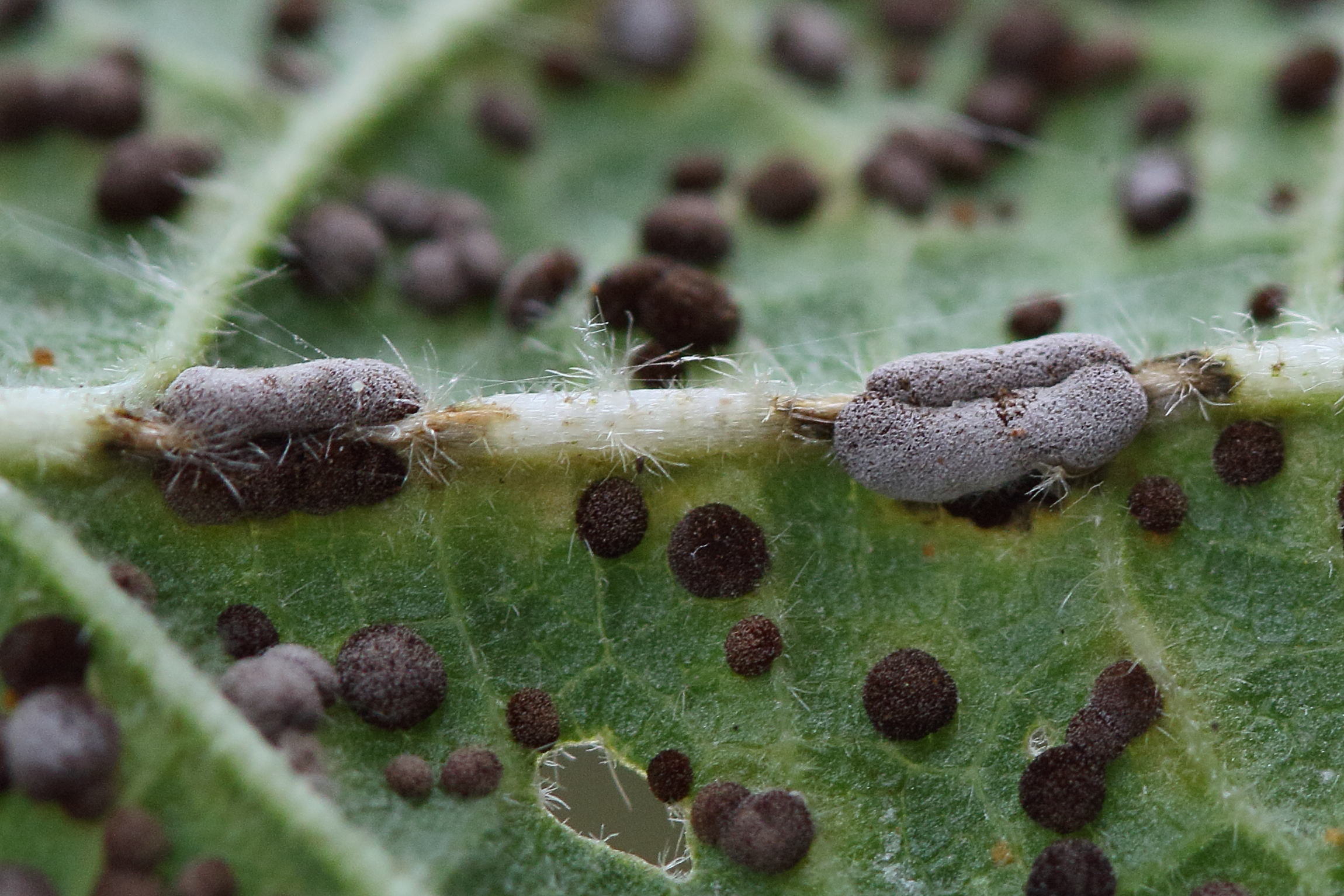 Afficher le média puccinia_malvacearum4md puccinia_malvacearum4md