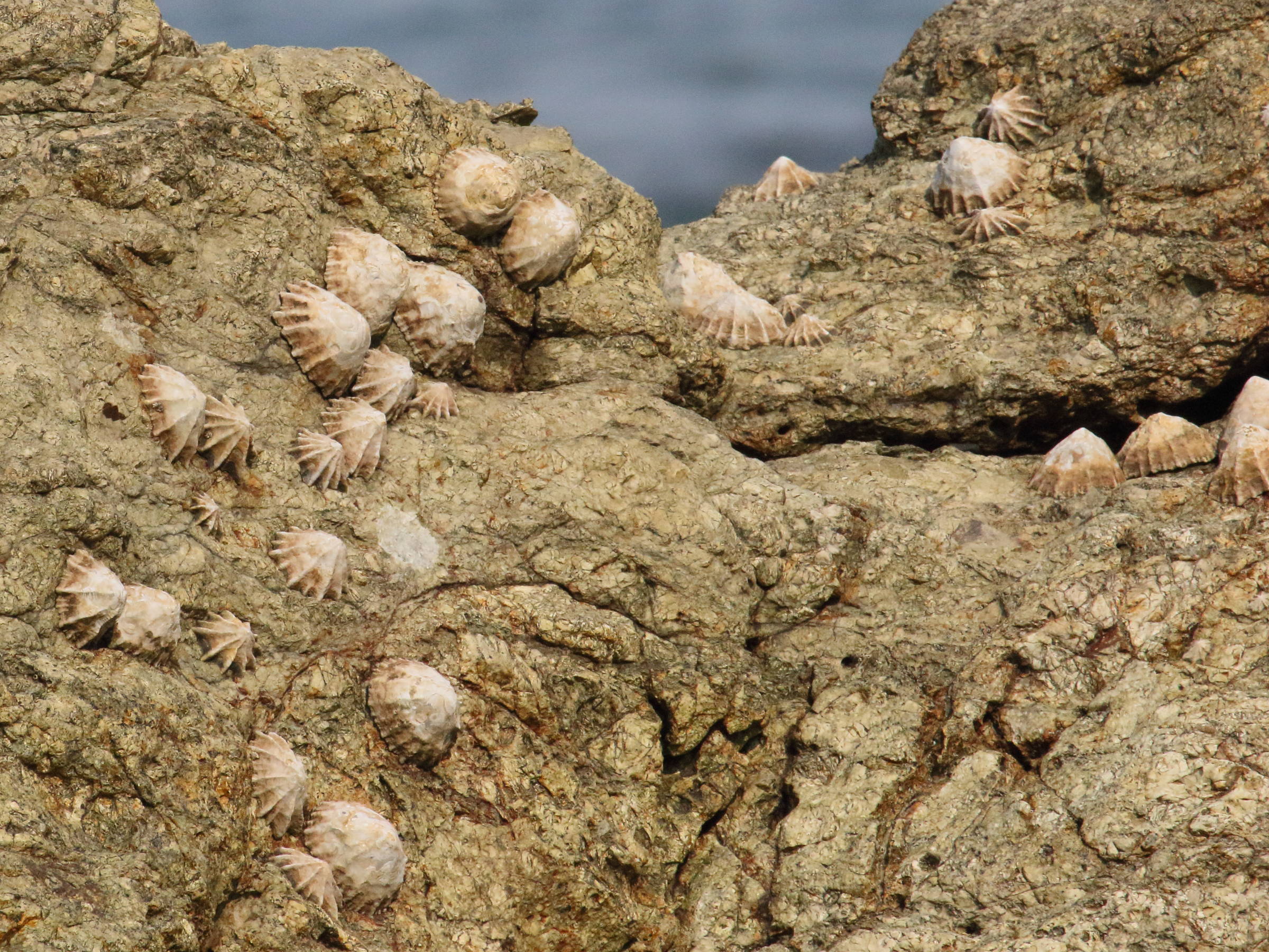 Afficher le média siphonaria_gigas1bd siphonaria_gigas1bd