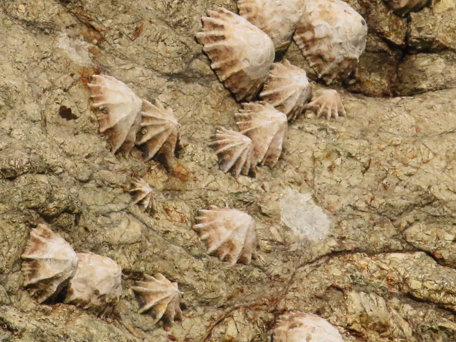 Afficher le média siphonaria_gigas2bd siphonaria_gigas2bd