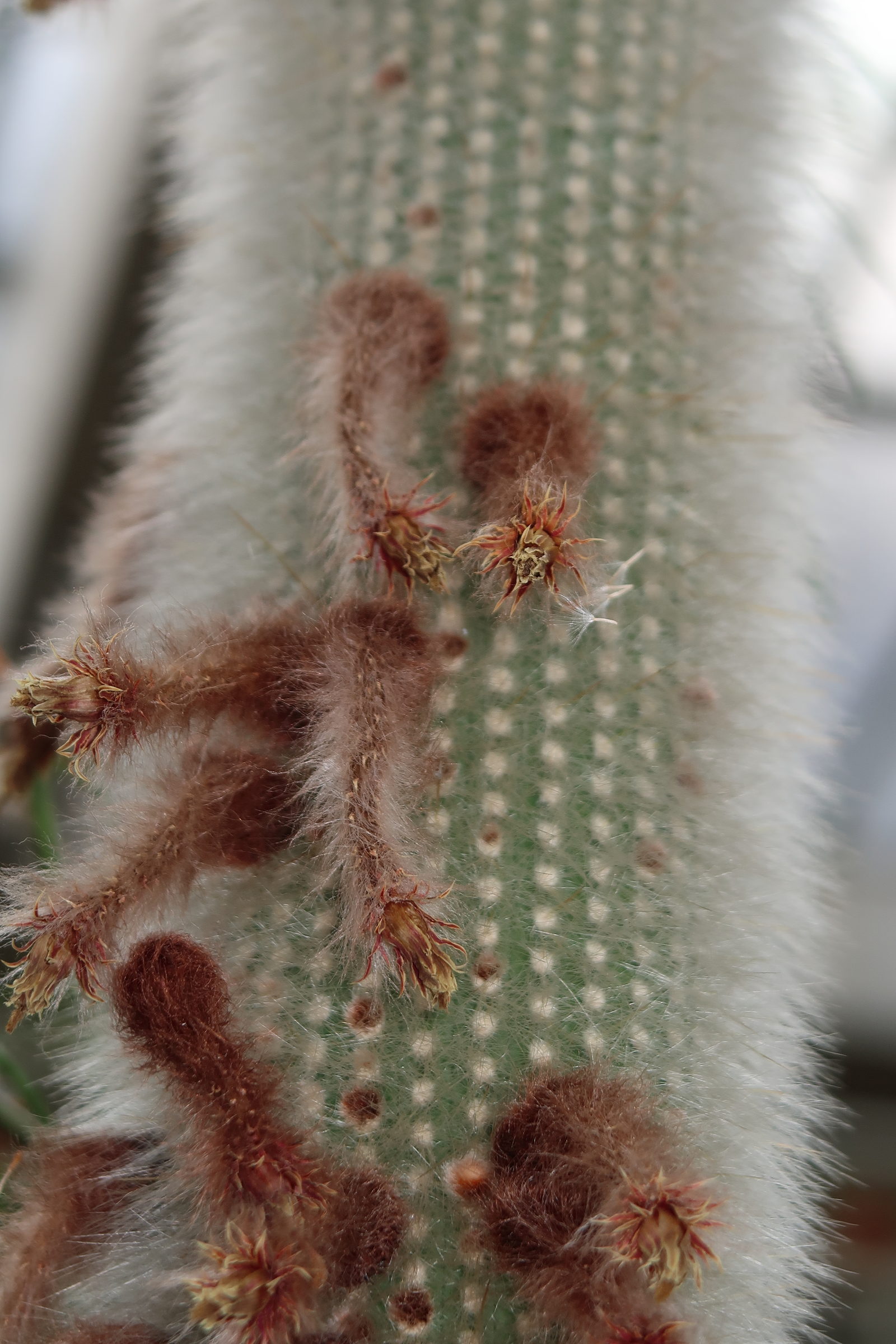 Afficher le média cleistocactus_straussi2md cleistocactus_straussi2md