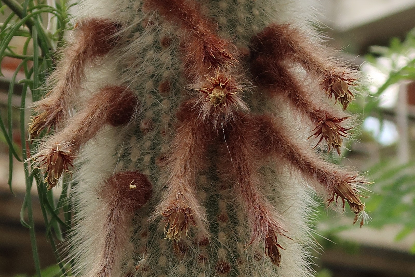 Afficher le média cleistocactus_straussi3md cleistocactus_straussi3md