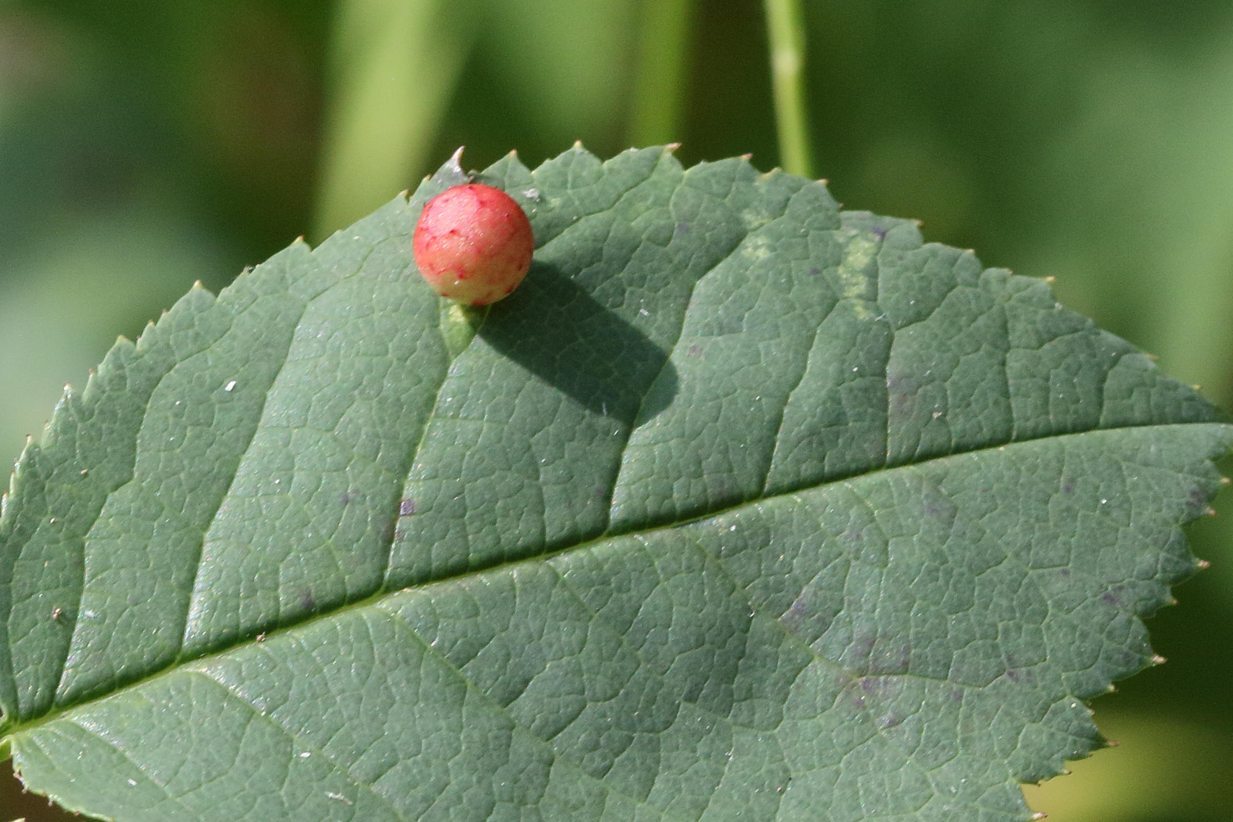 diplolepis_eglanteriae_galle1bd