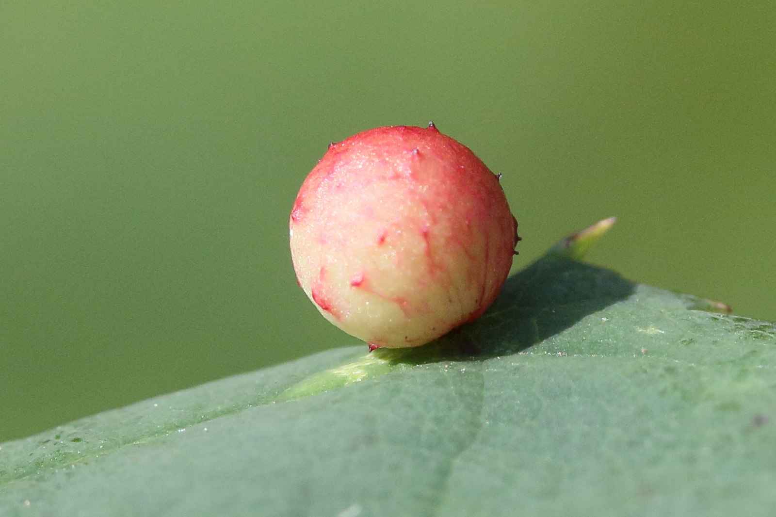 diplolepis_eglanteriae_galle2md