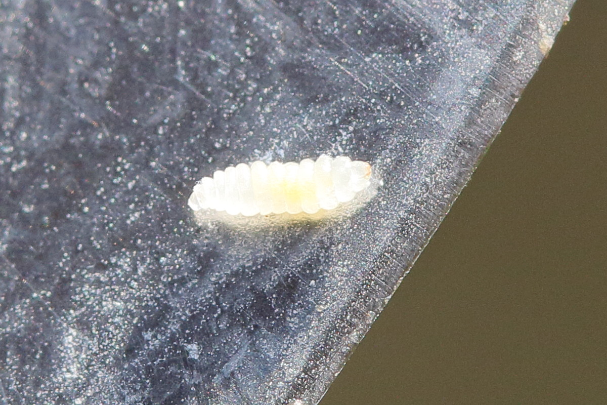 diplolepis_eglanteriae_larve1md