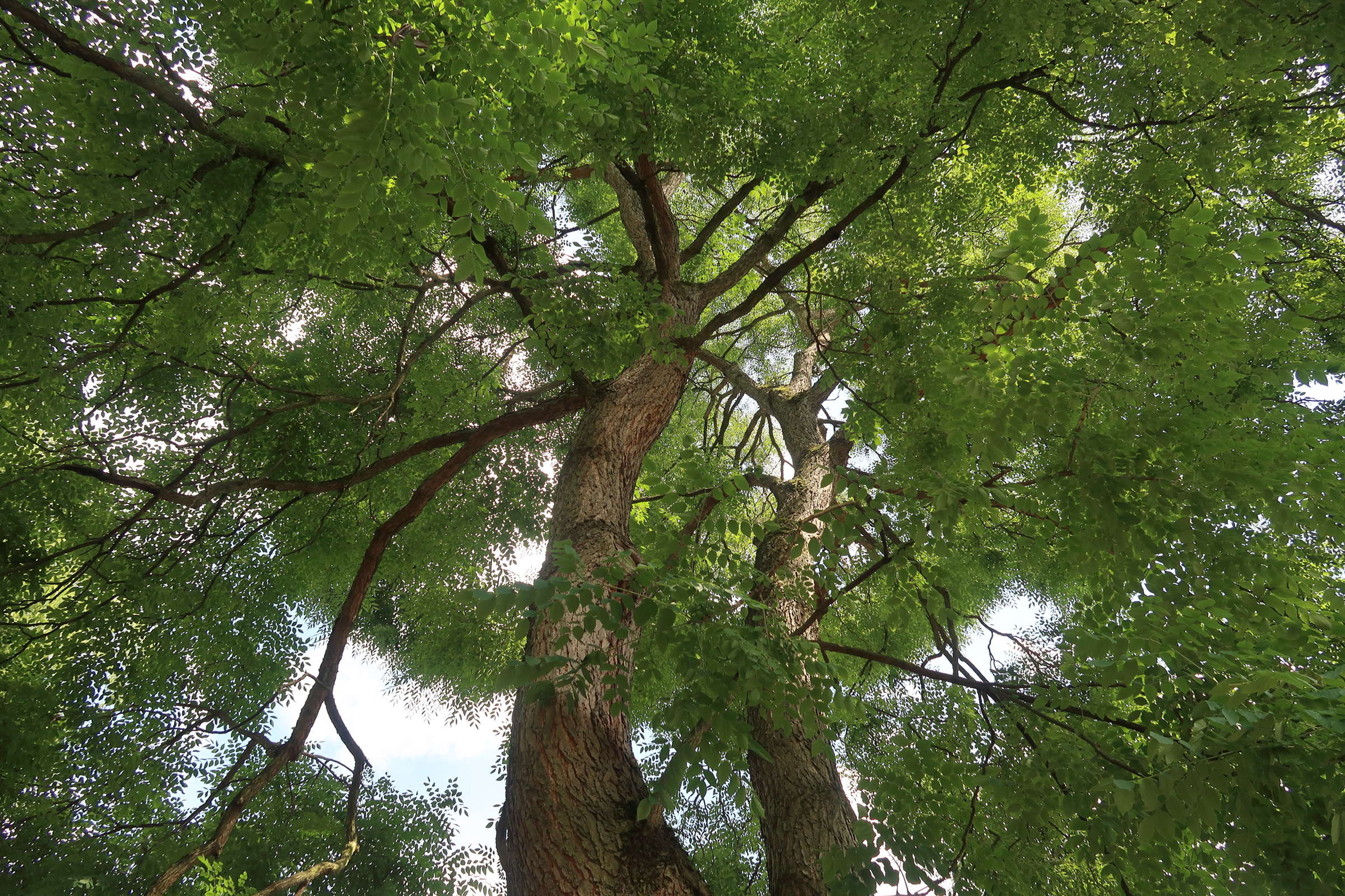 Afficher le média gymnocladus_dioica4md gymnocladus_dioica4md