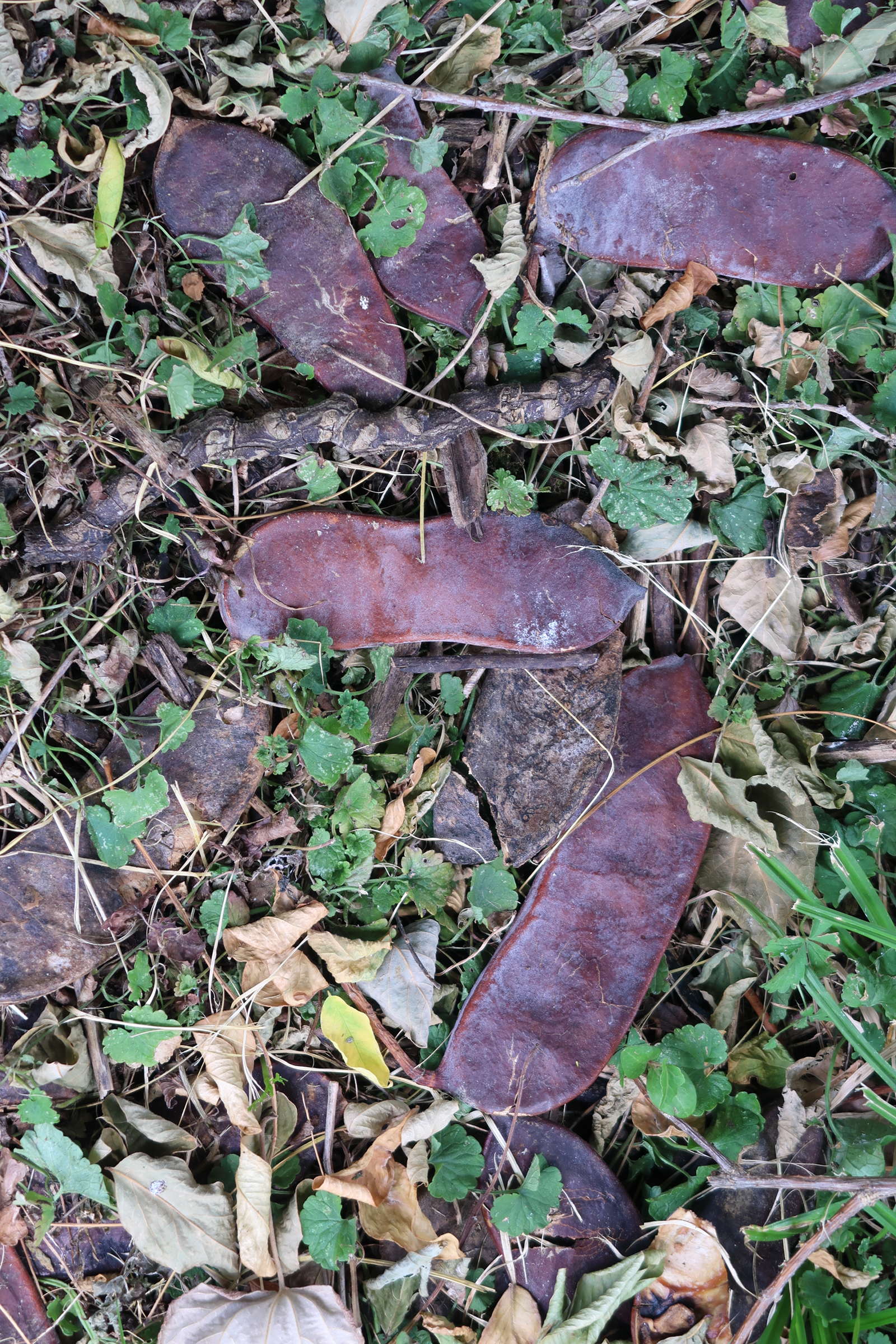 Afficher le média gymnocladus_dioica5md gymnocladus_dioica5md