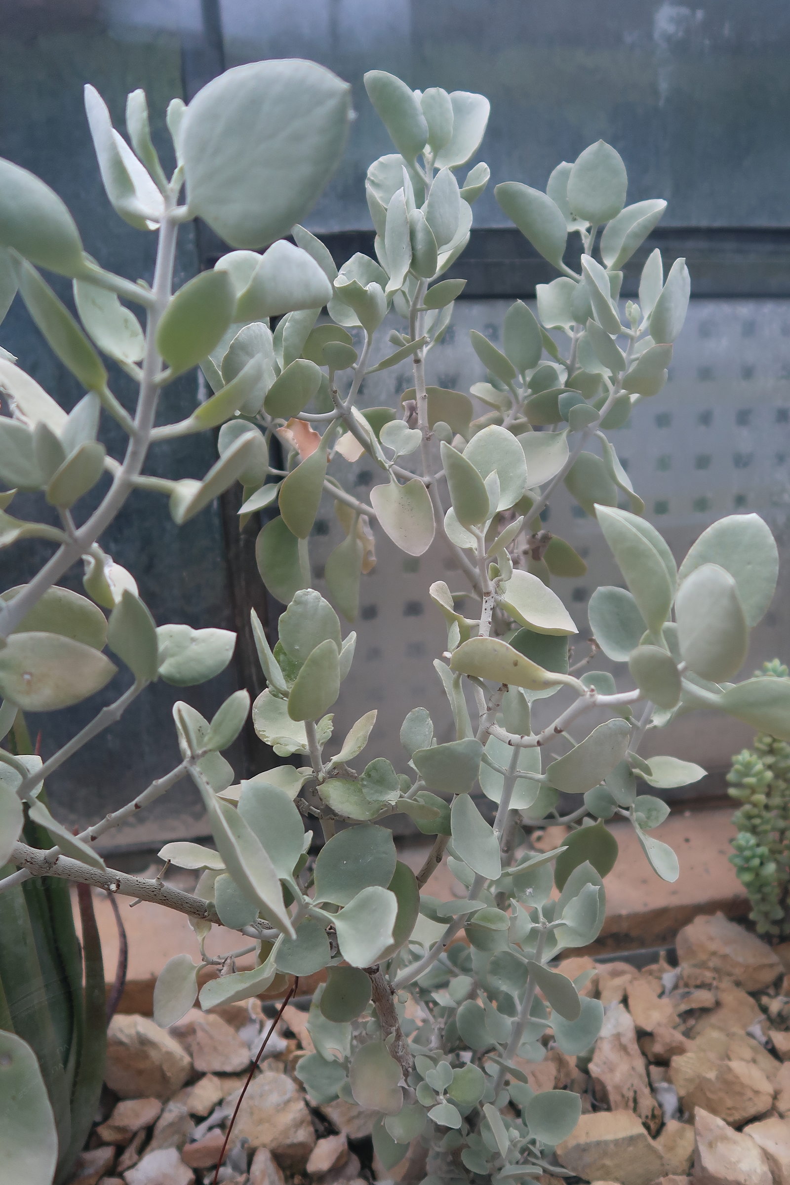 kalanchoe_bracteata4md
