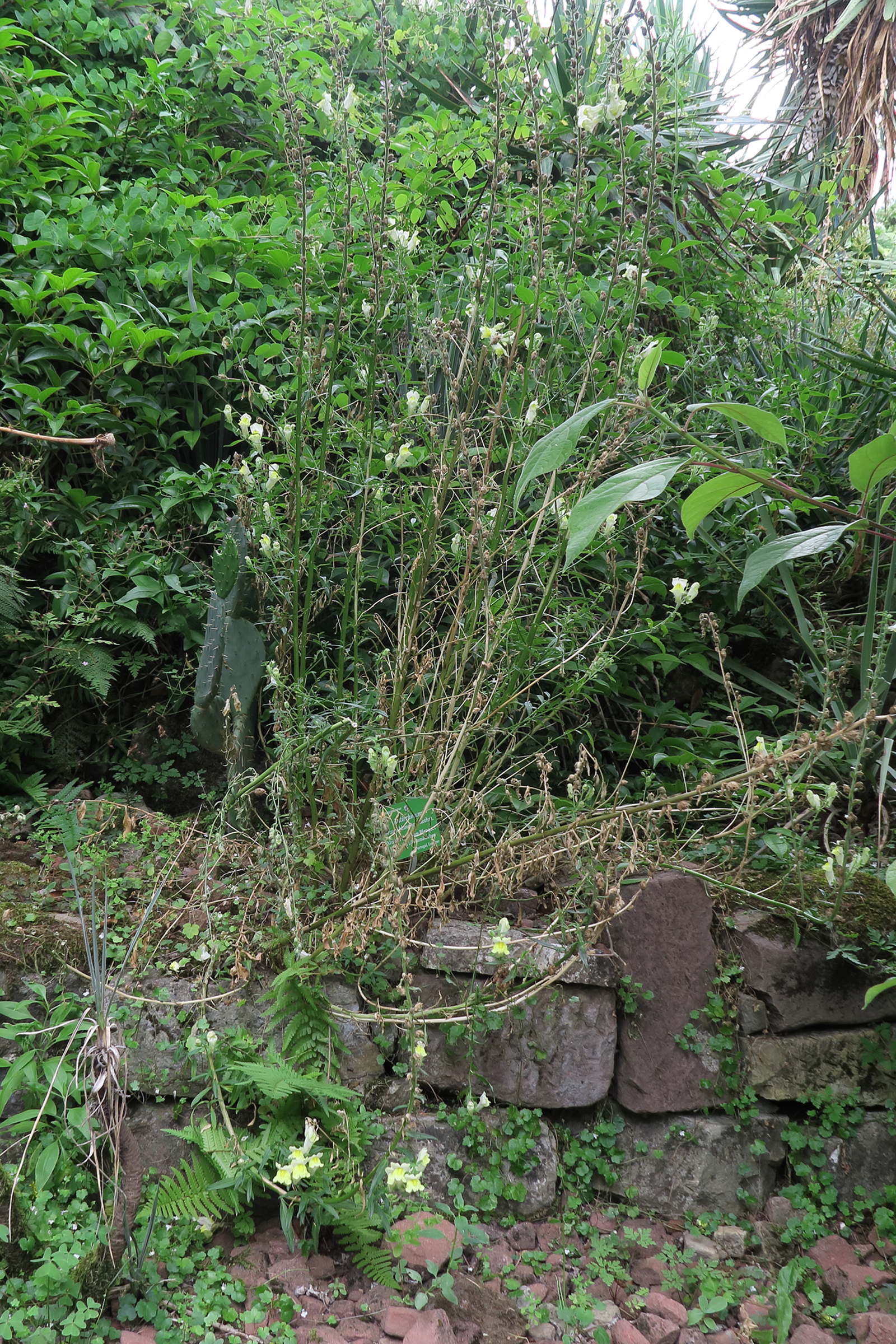 antirrhinum_braun-blanquetii1bd