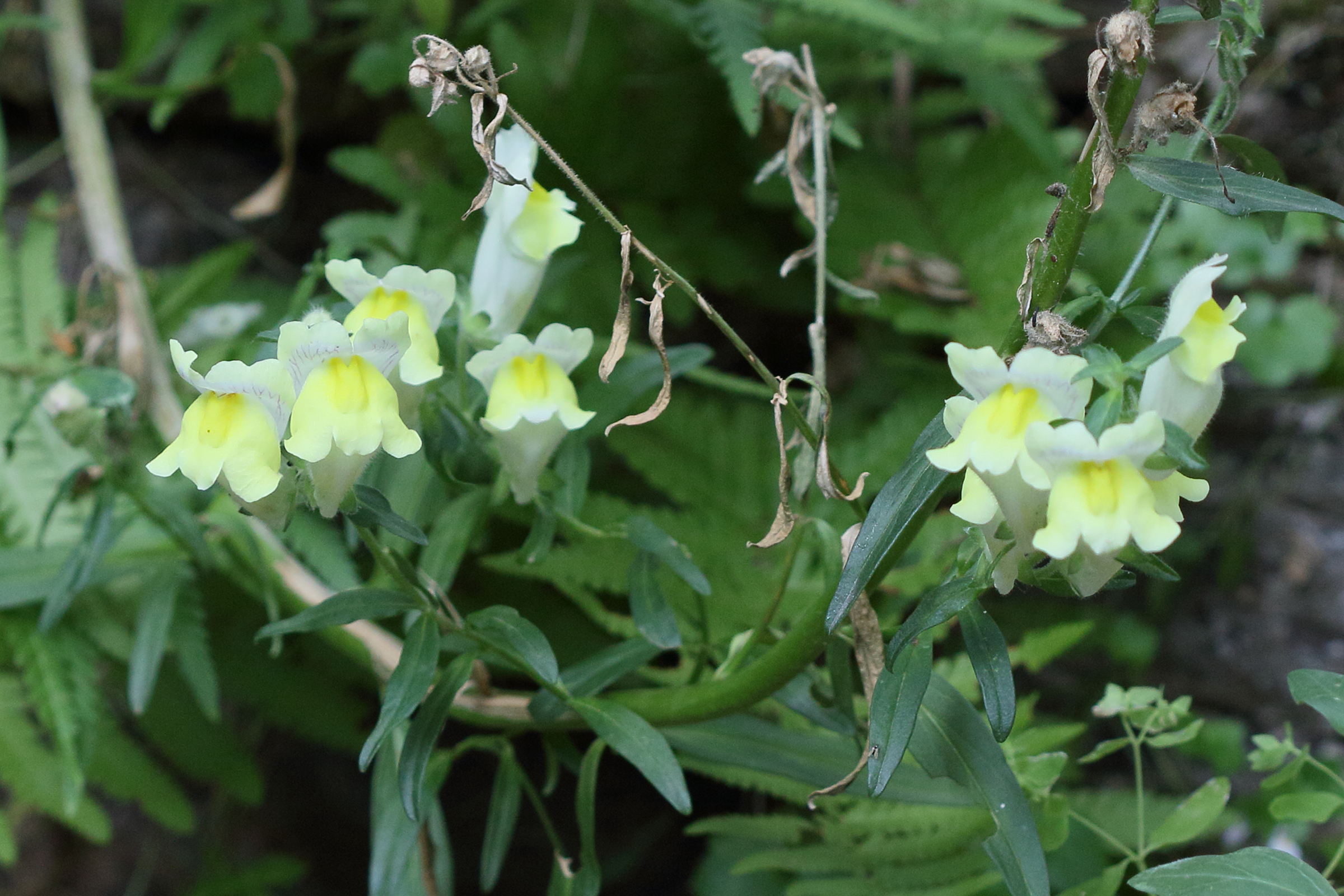 antirrhinum_braun-blanquetii2bd