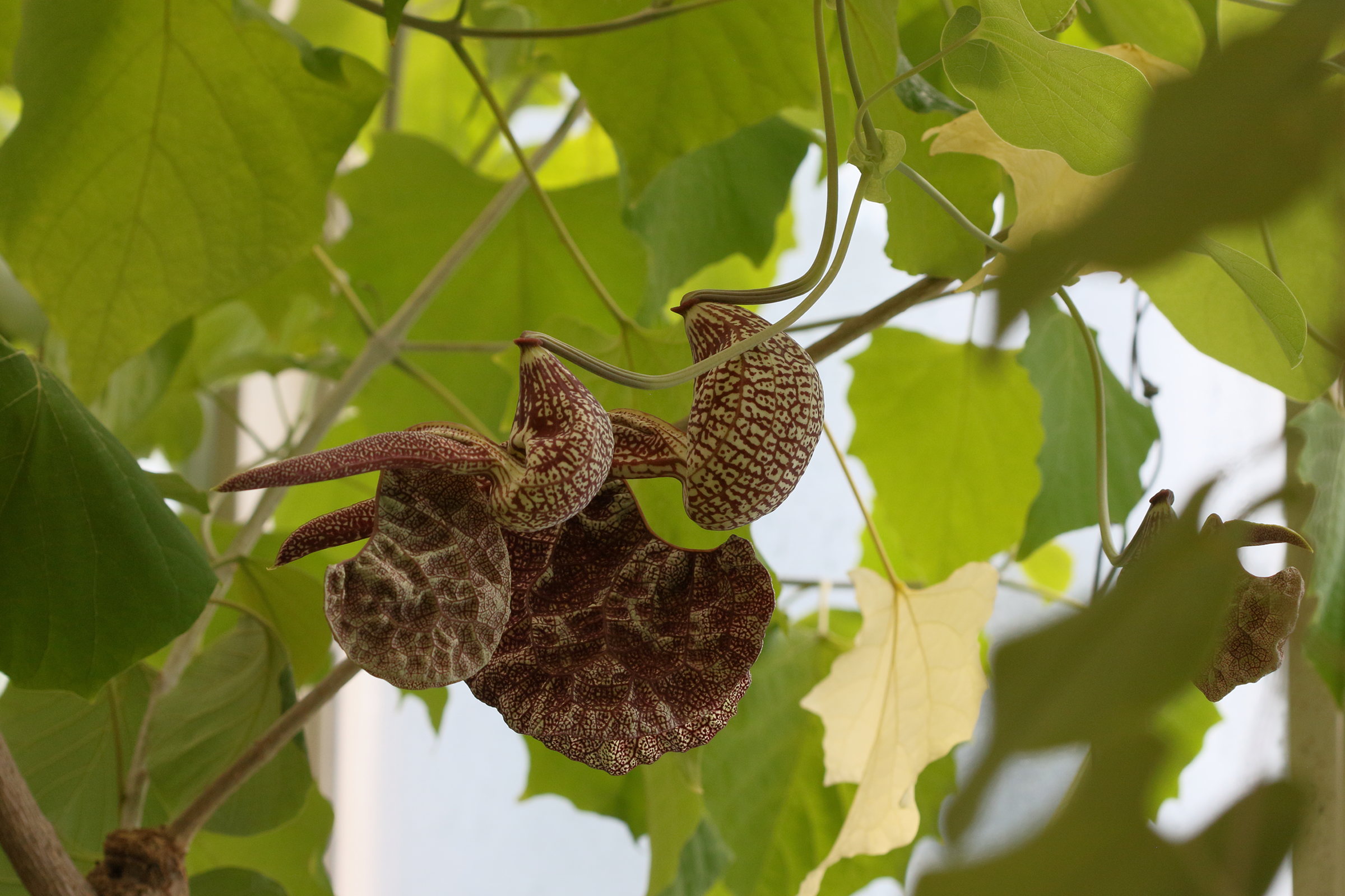 Afficher le média aristolochia_labiata1bd aristolochia_labiata1bd