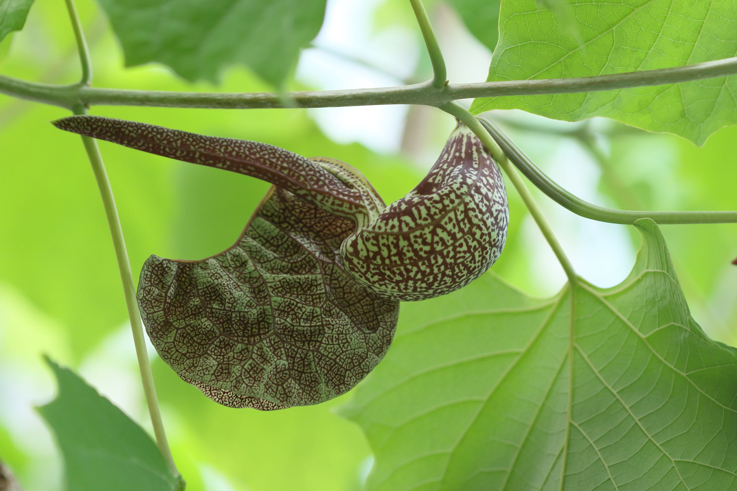 Afficher le média aristolochia_labiata2bd aristolochia_labiata2bd