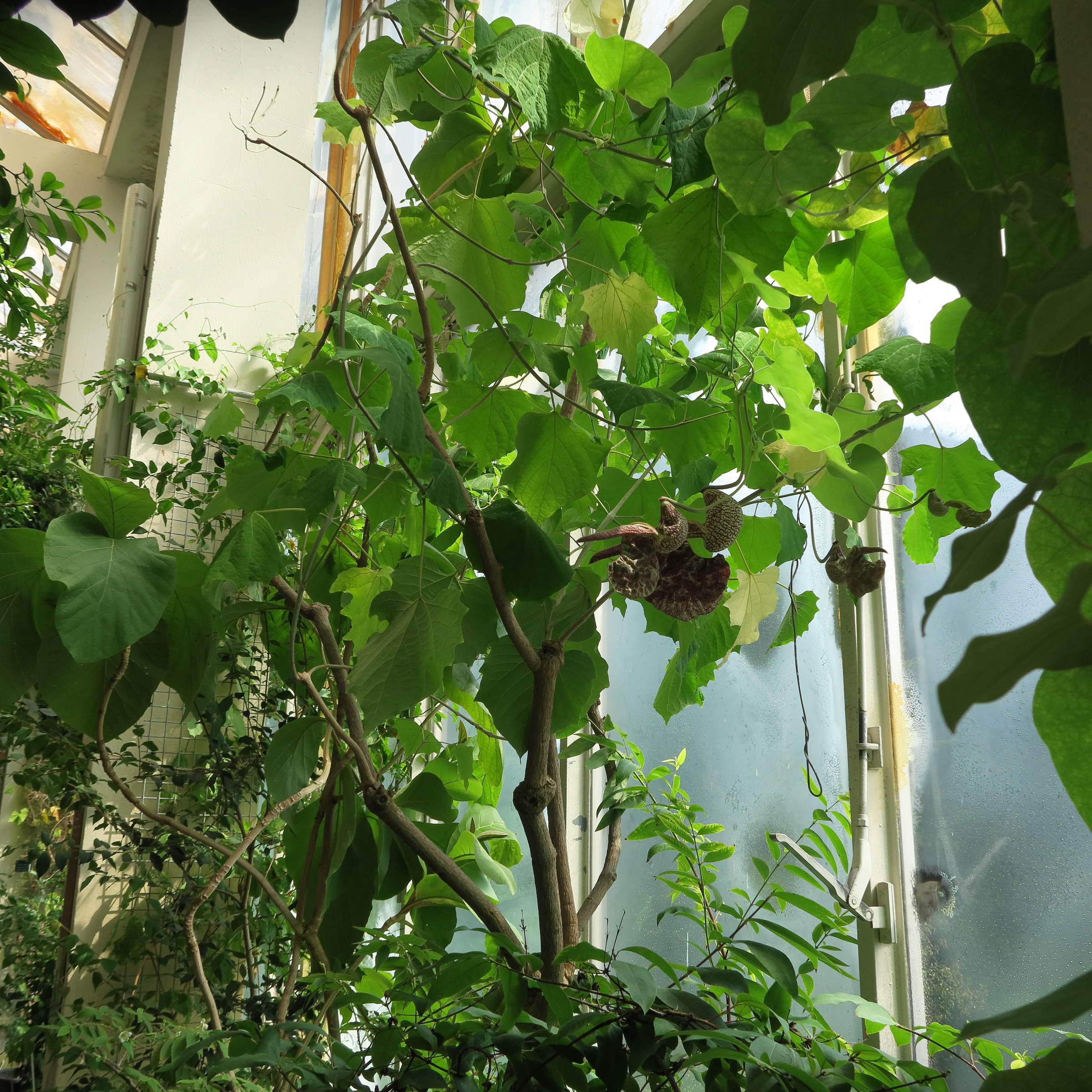 Afficher le média aristolochia_labiata3bd aristolochia_labiata3bd