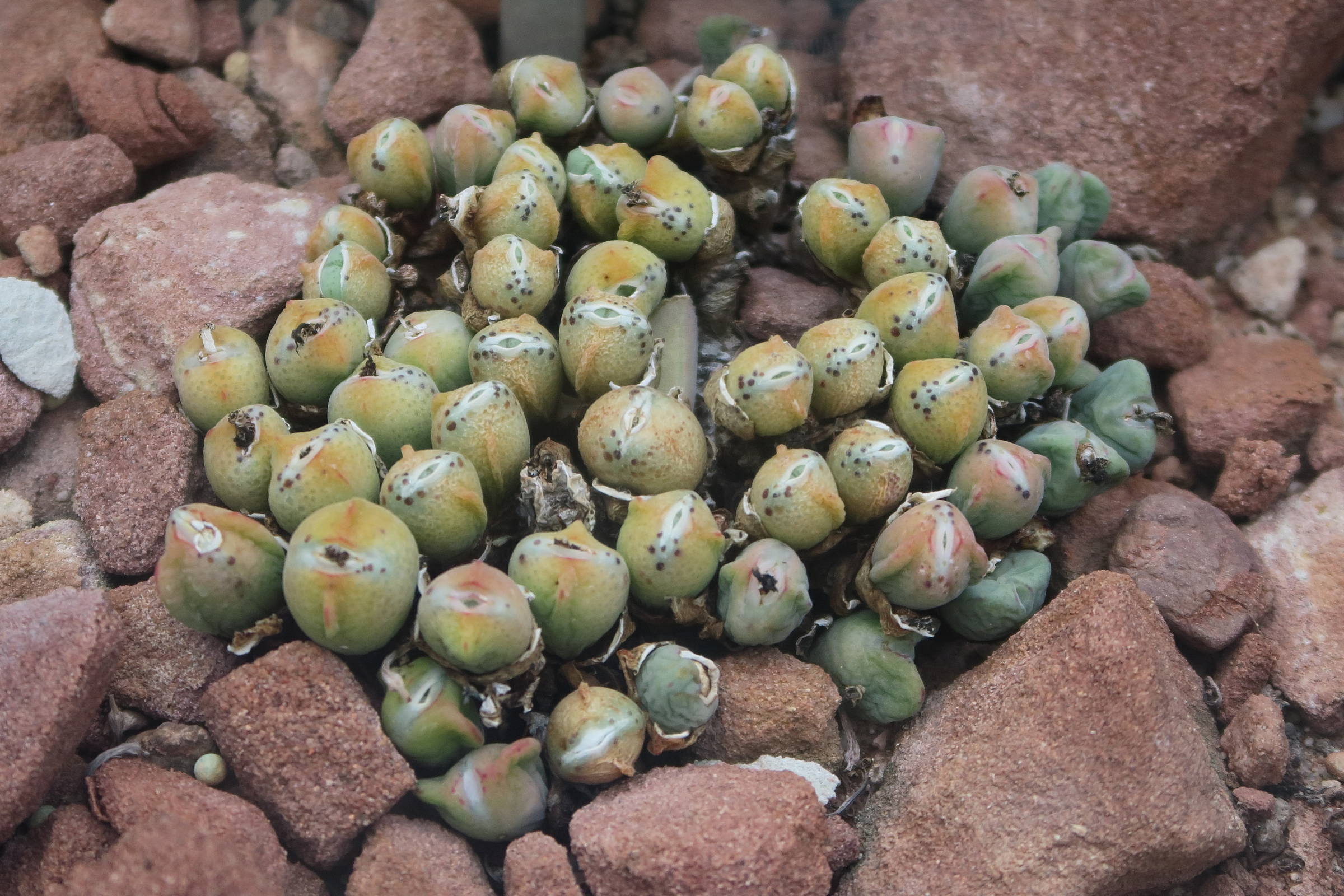 Afficher le média conophytum_meyeri2bd conophytum_meyeri2bd