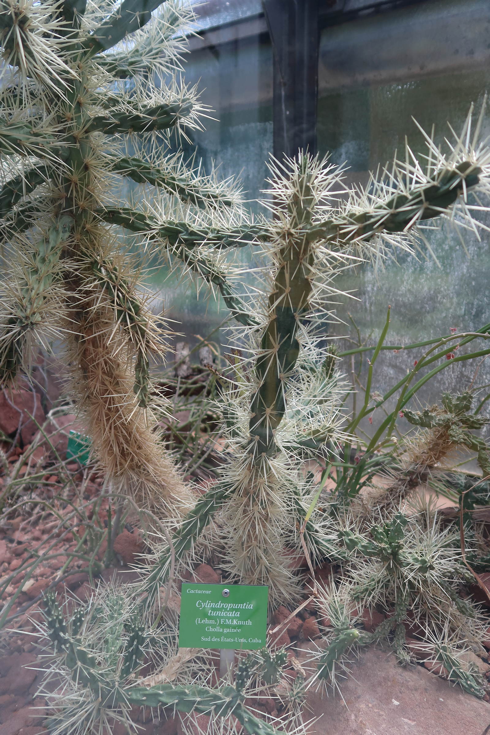 Afficher le média cylindropuntia_tunicata1md cylindropuntia_tunicata1md