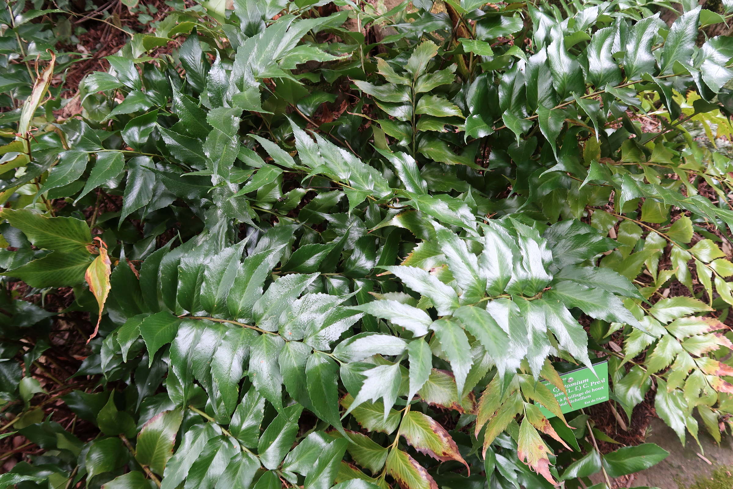 Afficher le média cyrtomium_falcatum1md cyrtomium_falcatum1md