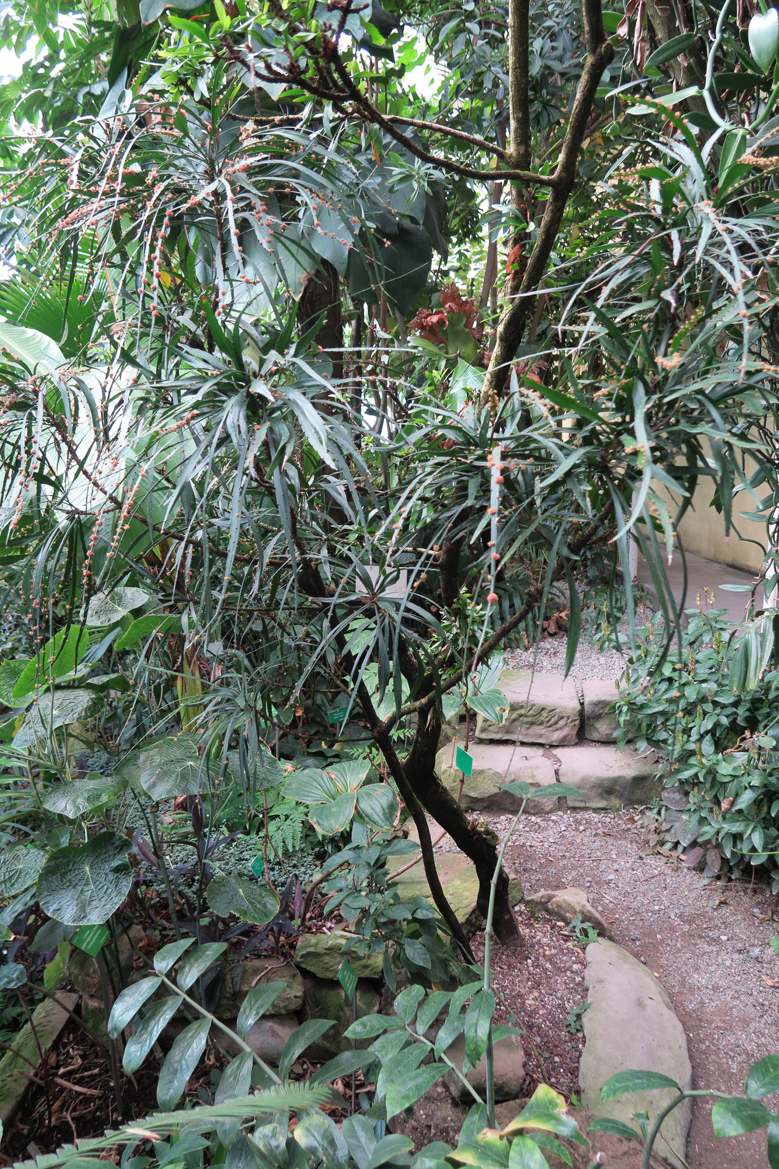 Afficher le média phyllanthus_angustifolius1bd phyllanthus_angustifolius1bd