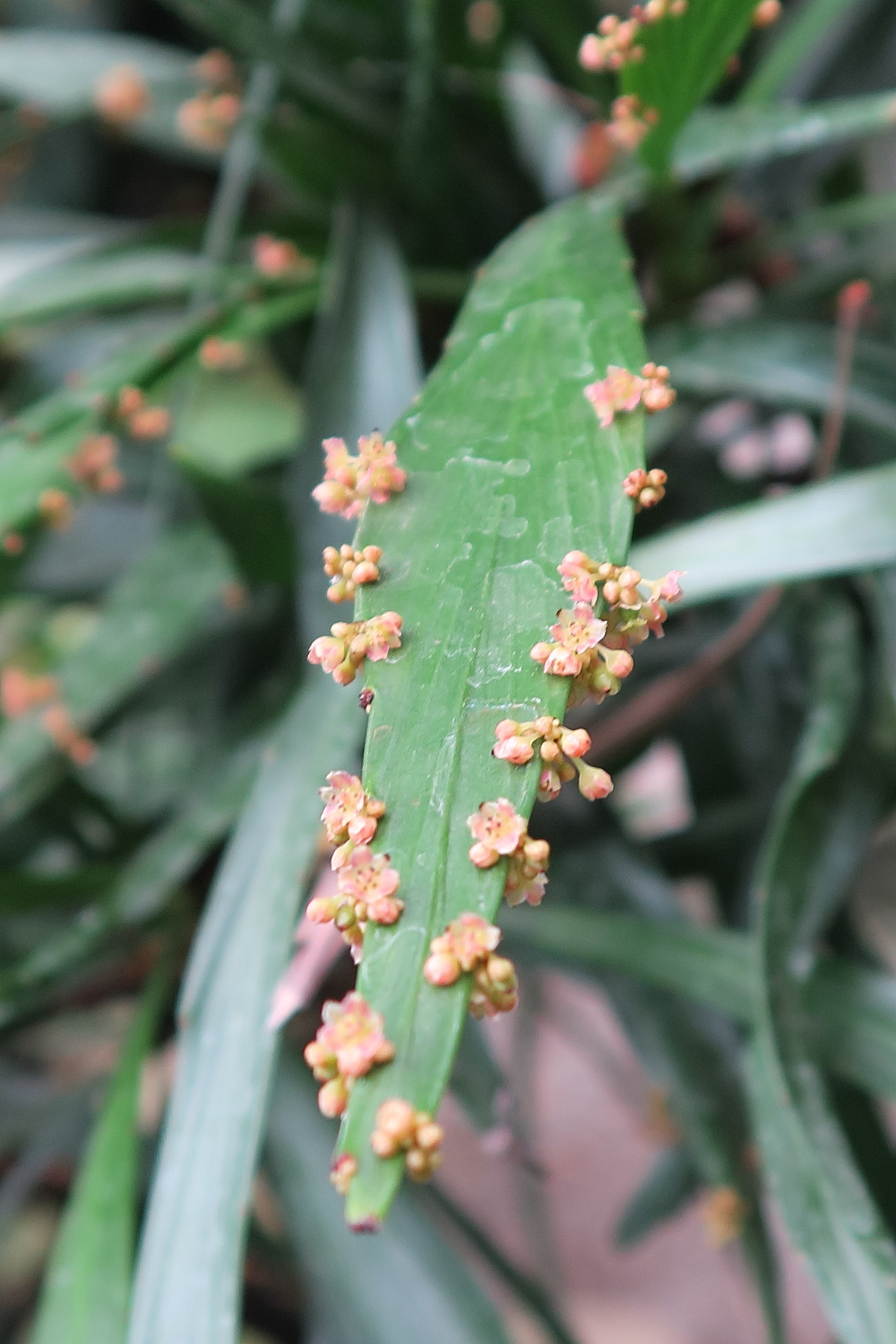 Afficher le média phyllanthus_angustifolius2bd phyllanthus_angustifolius2bd