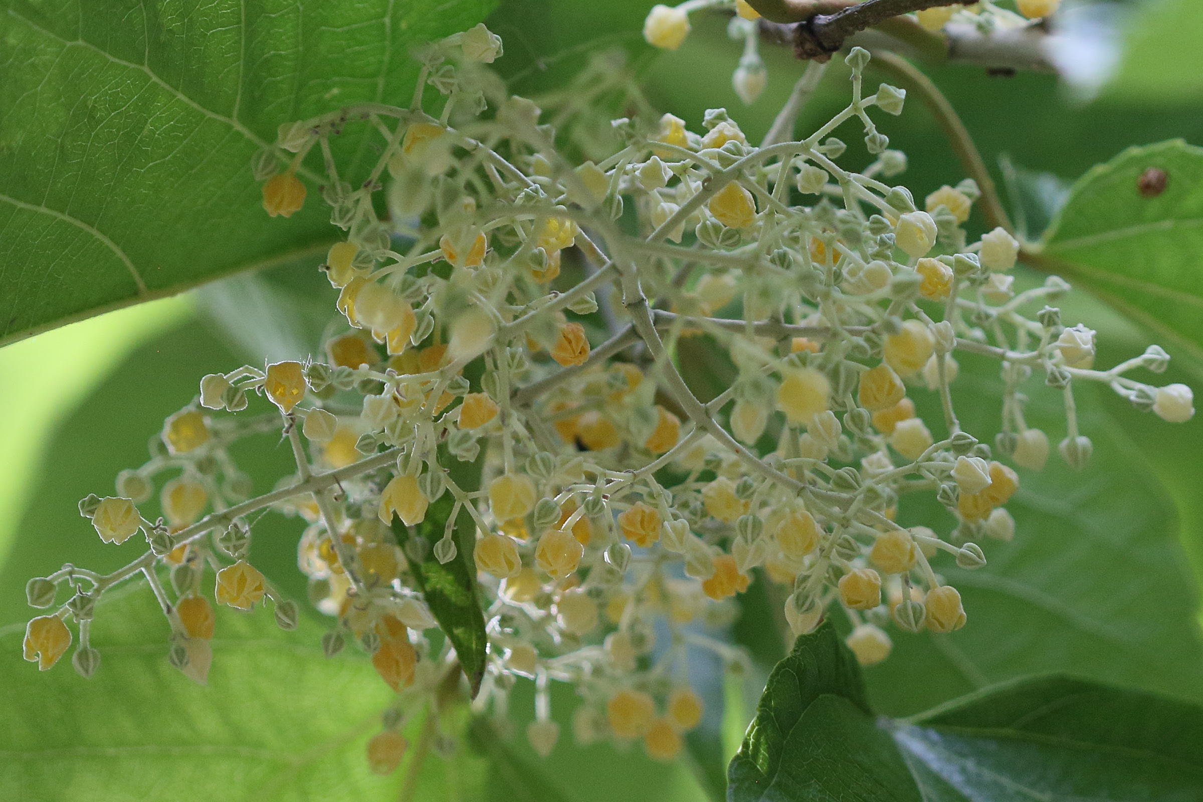 poliothyrsis_sinensis5bd