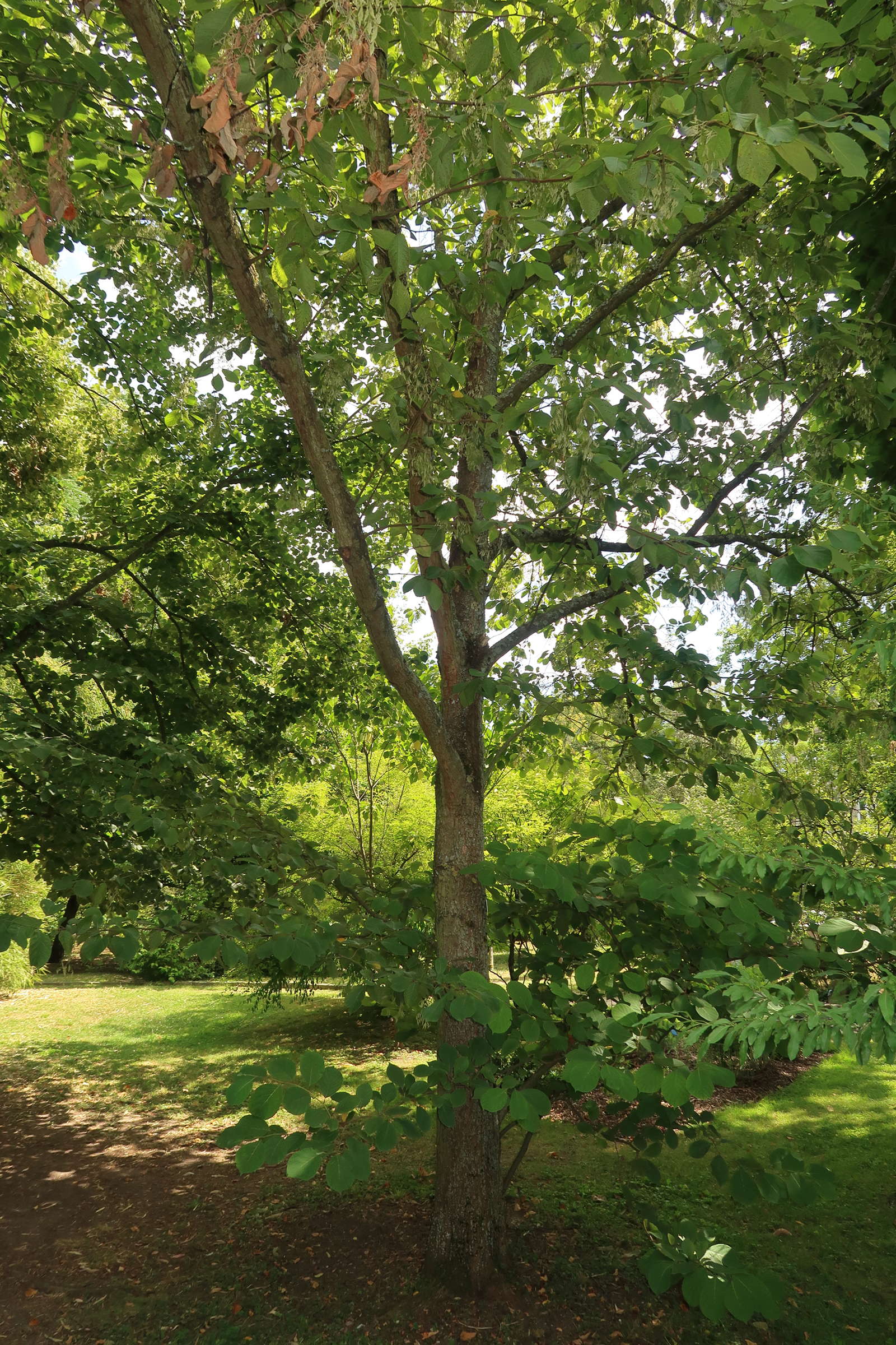 Afficher le média pterostyrax_psillophyllus3md pterostyrax_psillophyllus3md