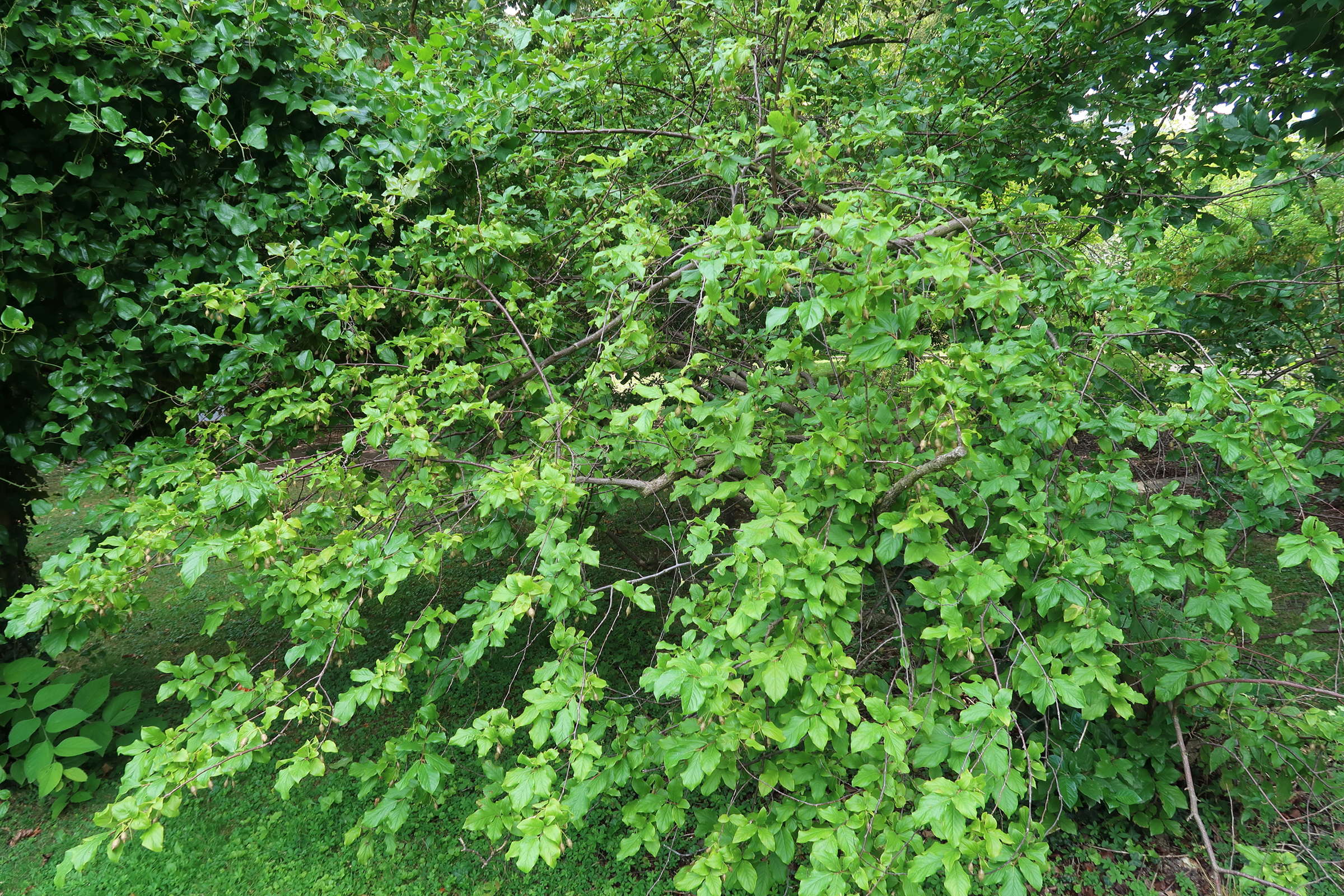 sinojackia_rehderiana4md