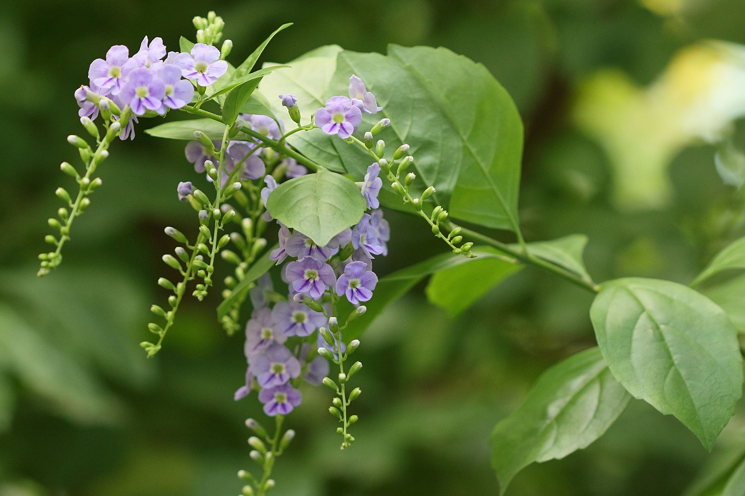 Afficher le média duranta_erecta9bd duranta_erecta9bd