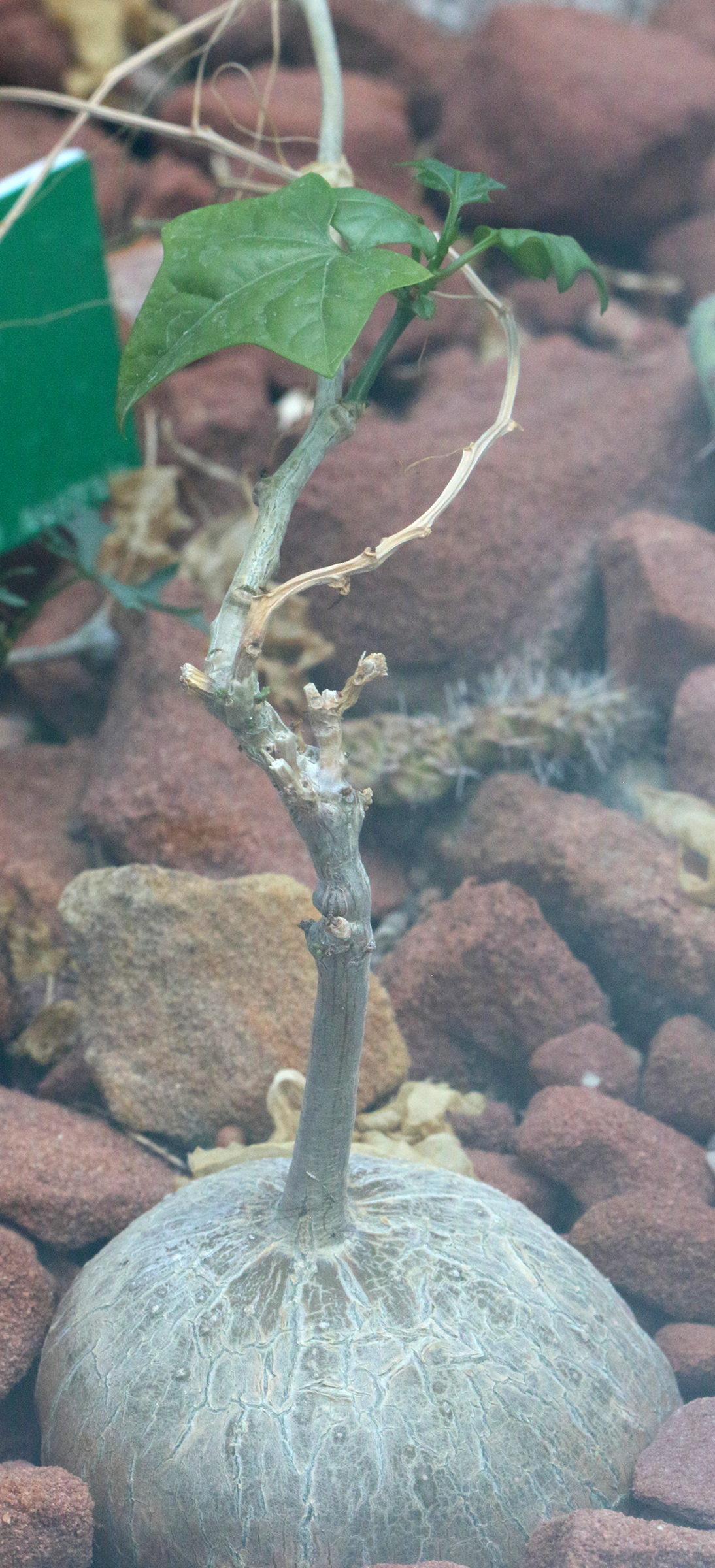 Afficher le média gerrardanthus_macrorhizus1bd gerrardanthus_macrorhizus1bd