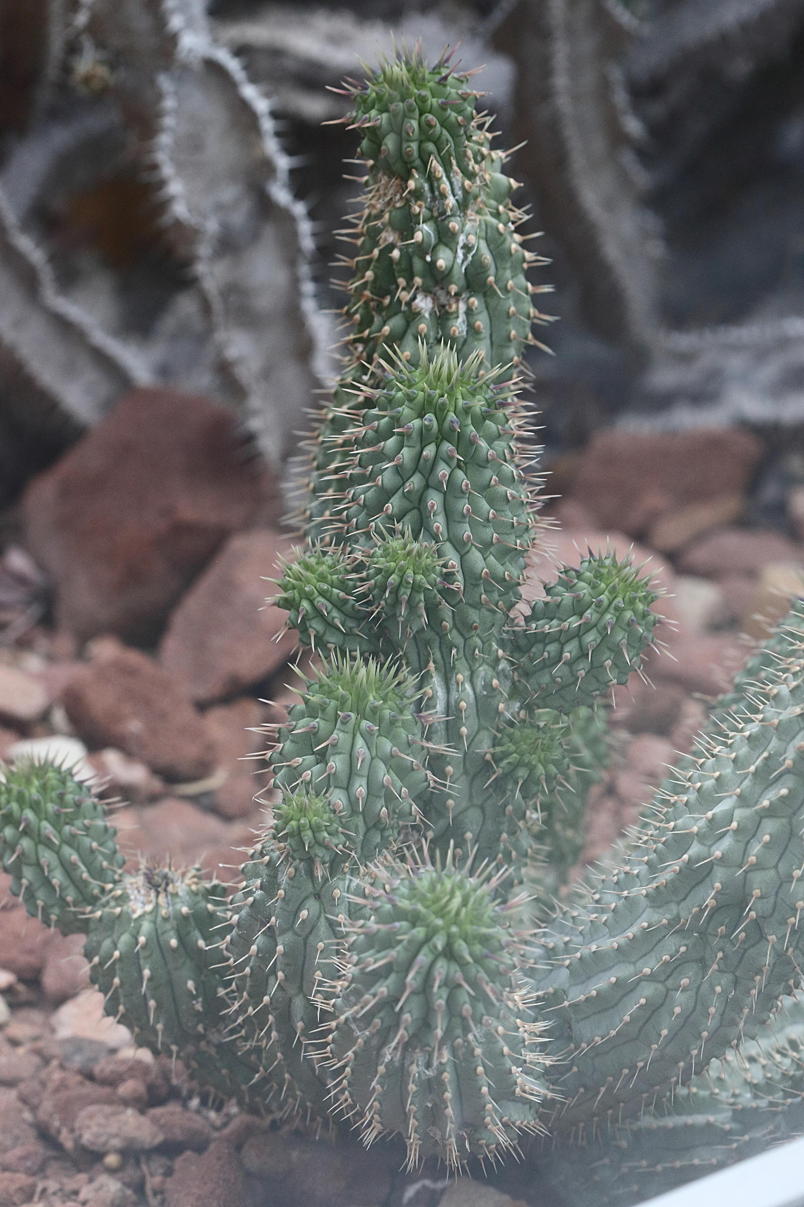 hoodia_gordonii1bd