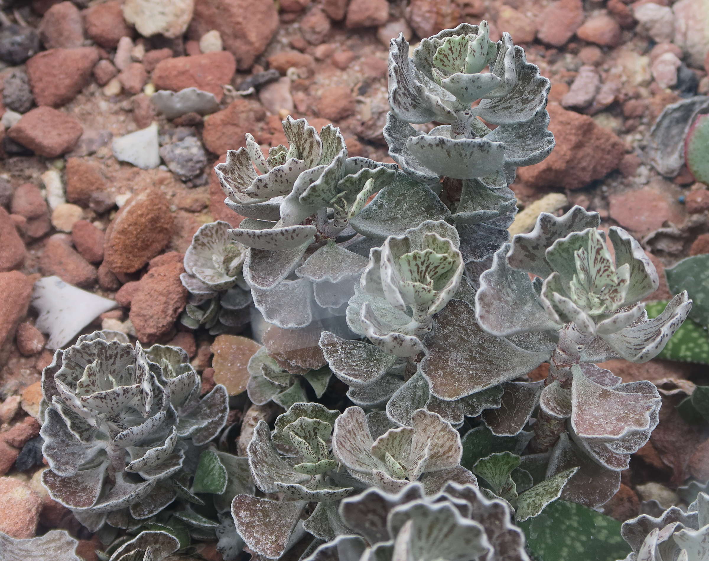 kalanchoe_rhombopilosa1bd
