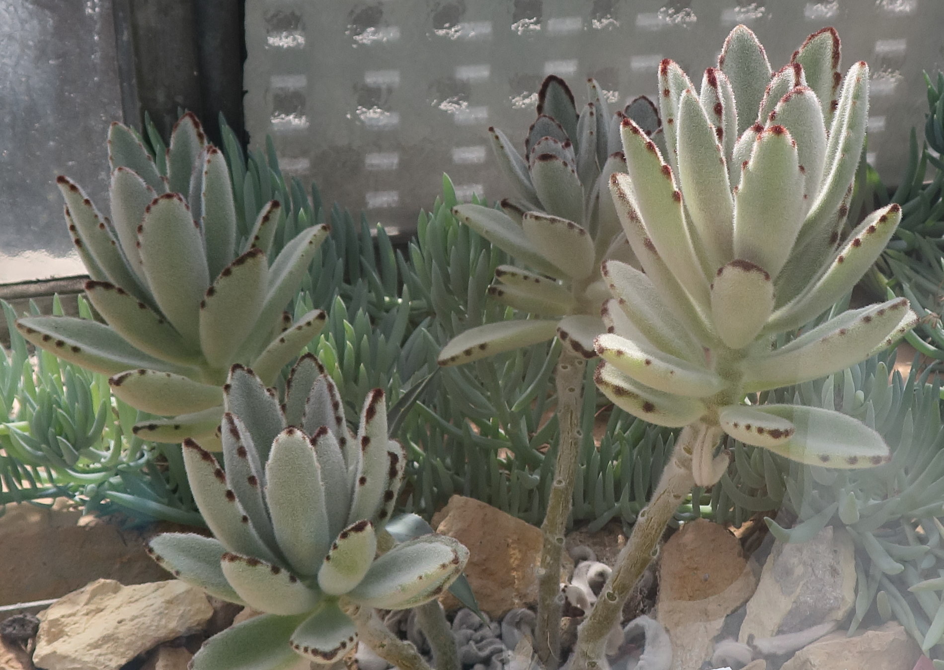 kalanchoe_tomentosa3bd