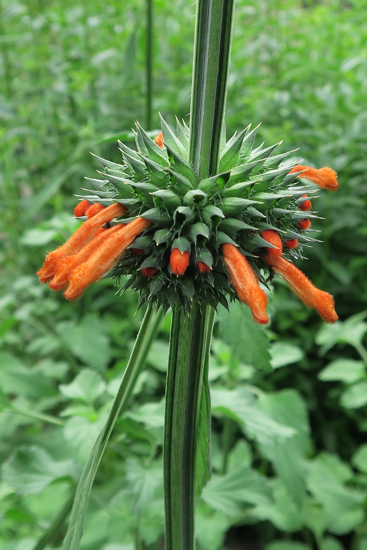 leonotis_nepetifolia5bd