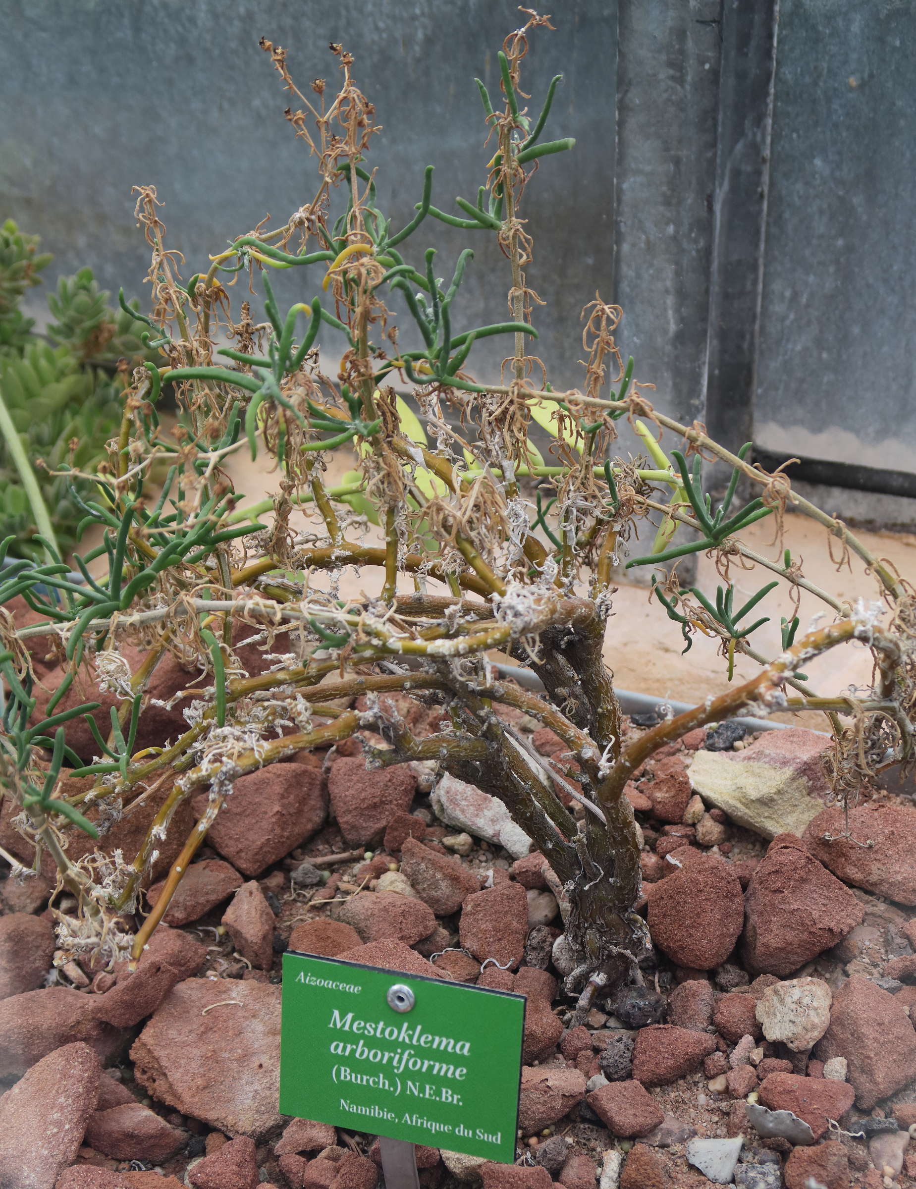 Afficher le média mestoklema_arboriforme1bd mestoklema_arboriforme1bd