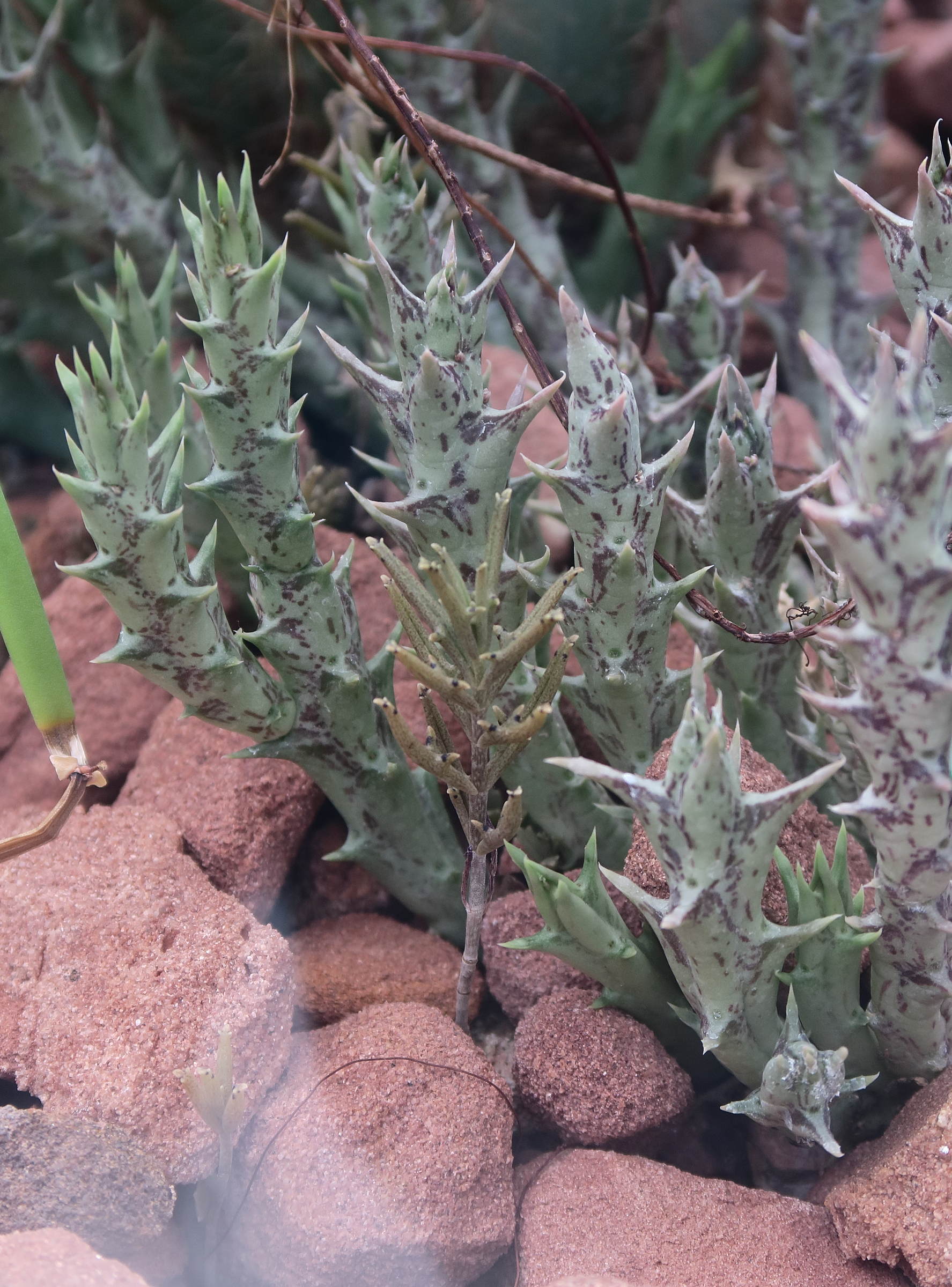 orbea_semitubuliflora1bd