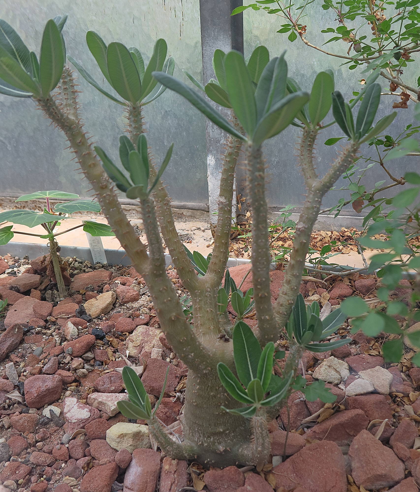 pachypodium_horombense1bd