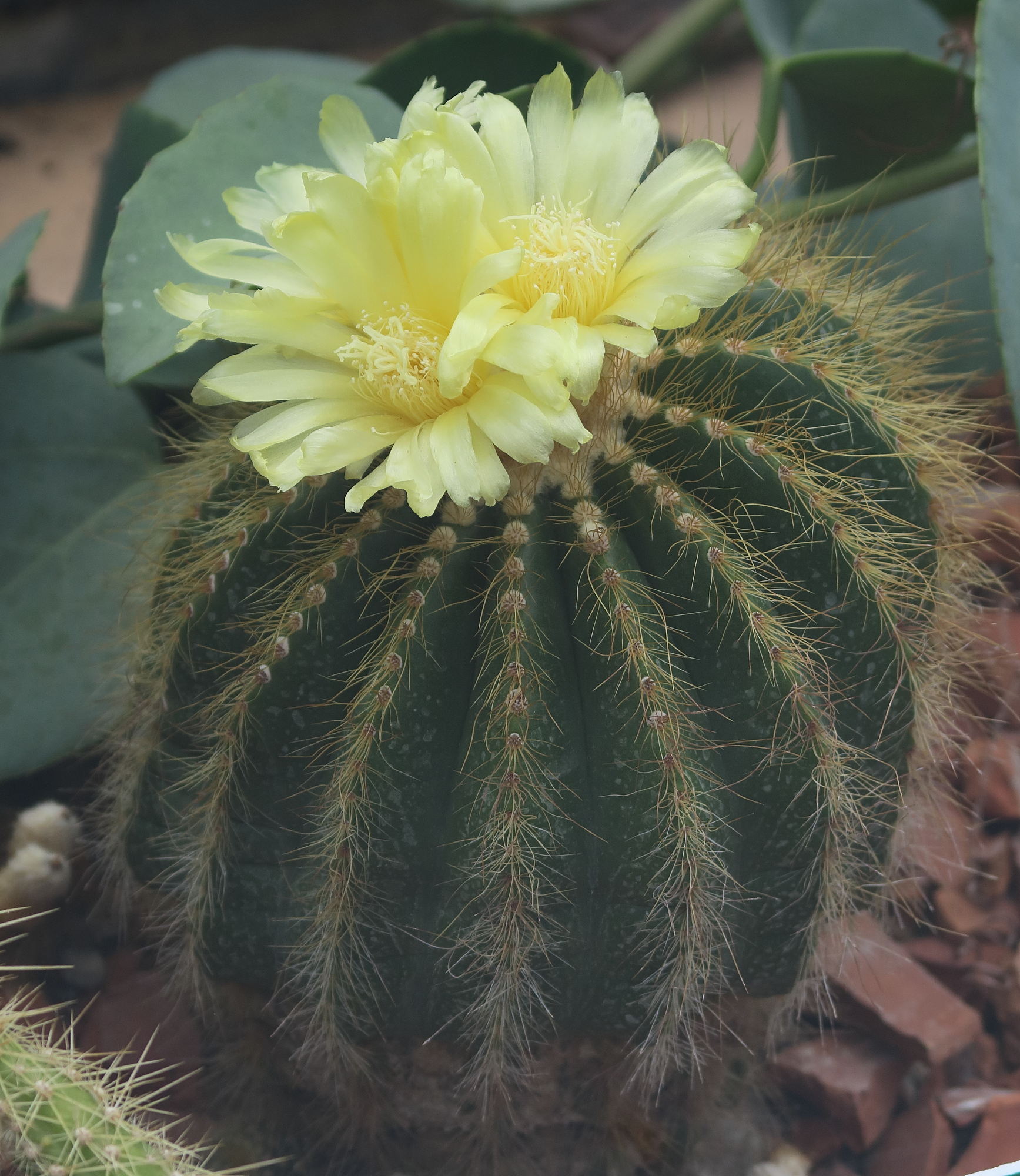 parodia_schumanniana1bd