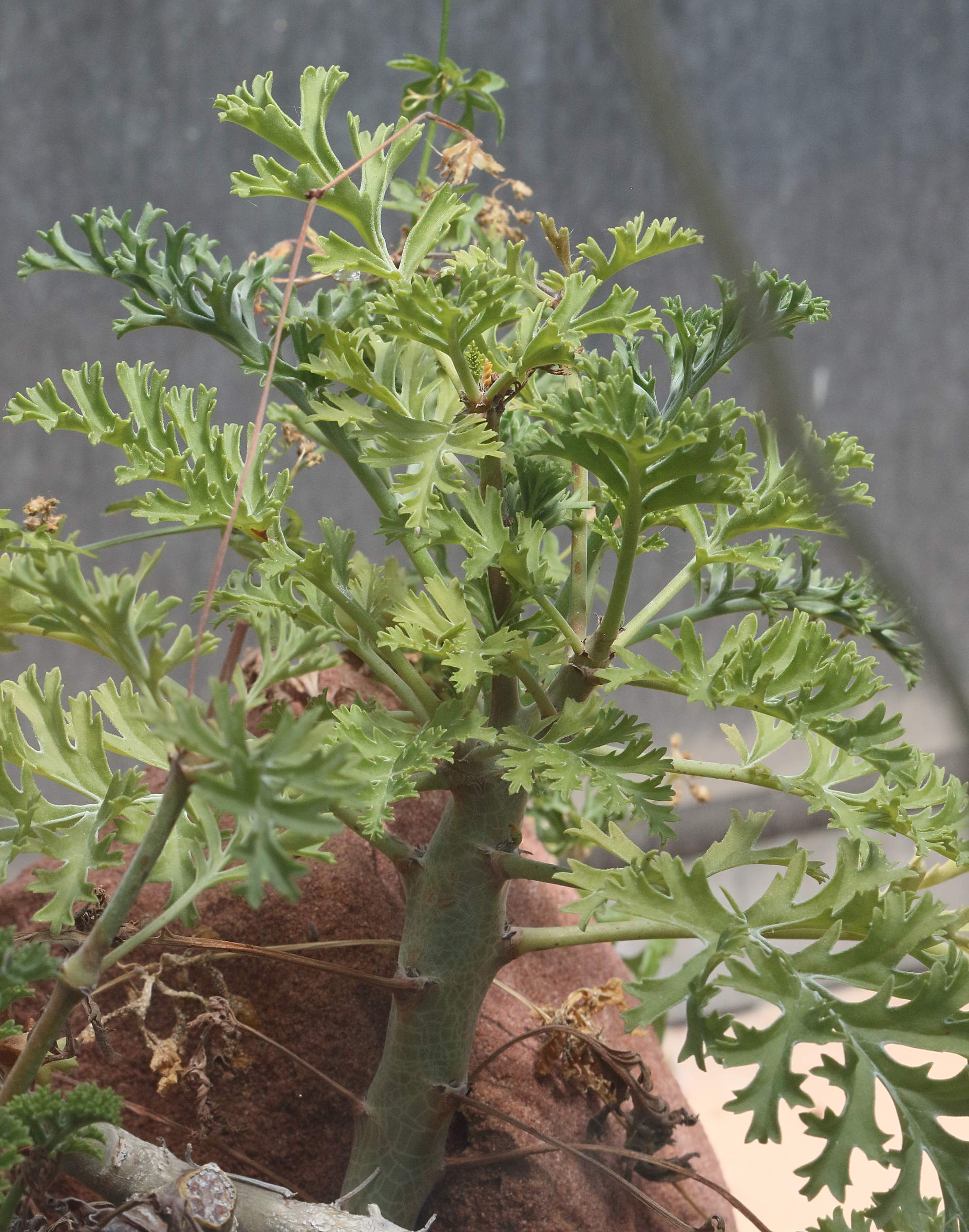 pelargonium_dasyphyllum1bd