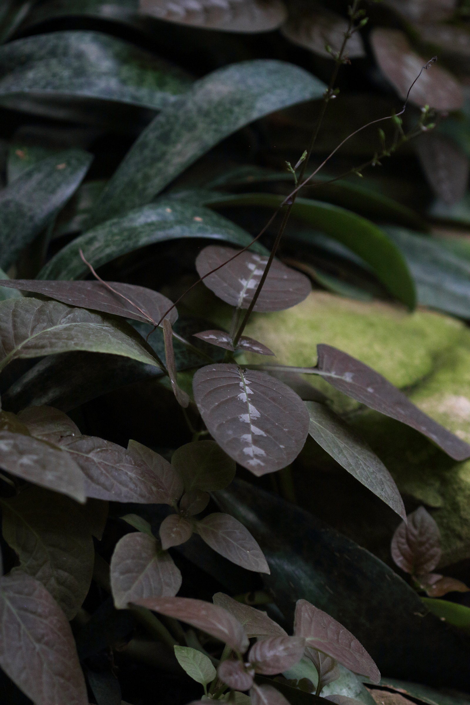 Afficher le média pseuderanthemum_alatum1bd pseuderanthemum_alatum1bd