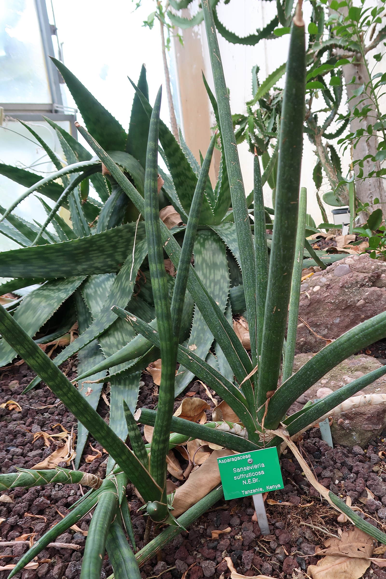 Afficher le média sansevieria_suffruticosa1md sansevieria_suffruticosa1md