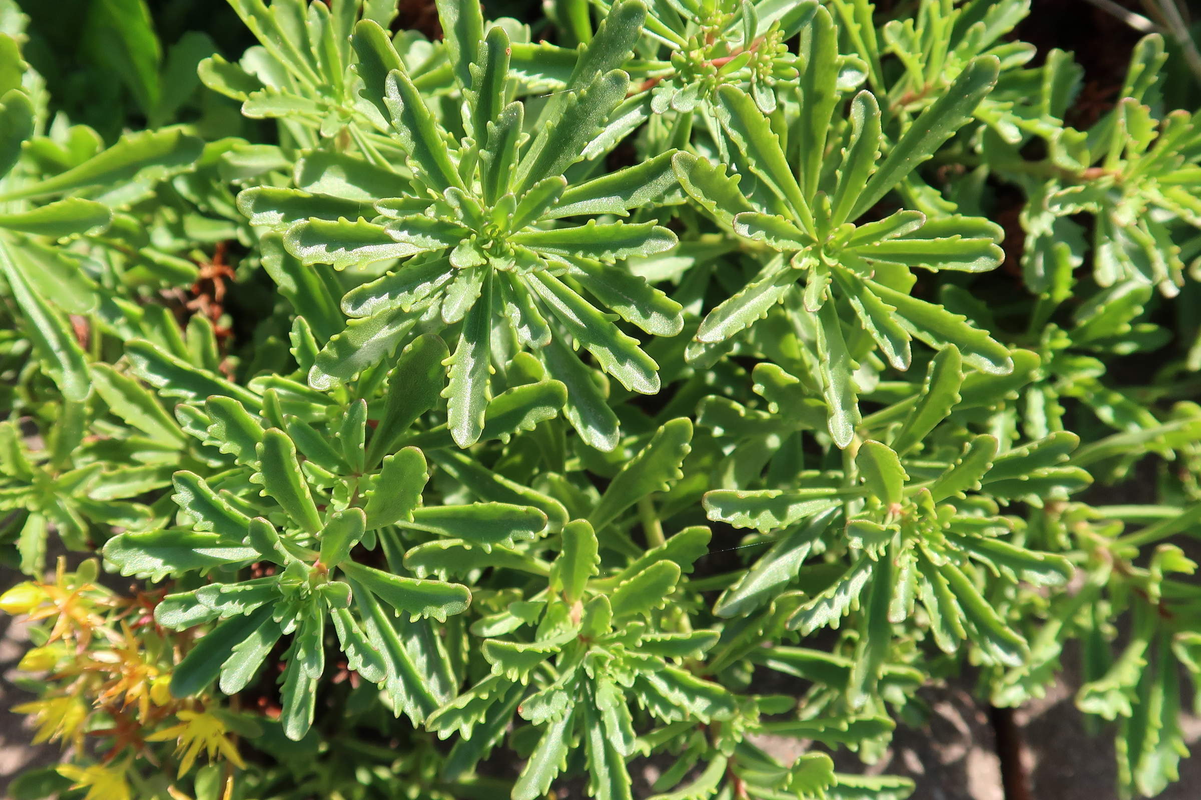 sedum_kamtschaticum2md