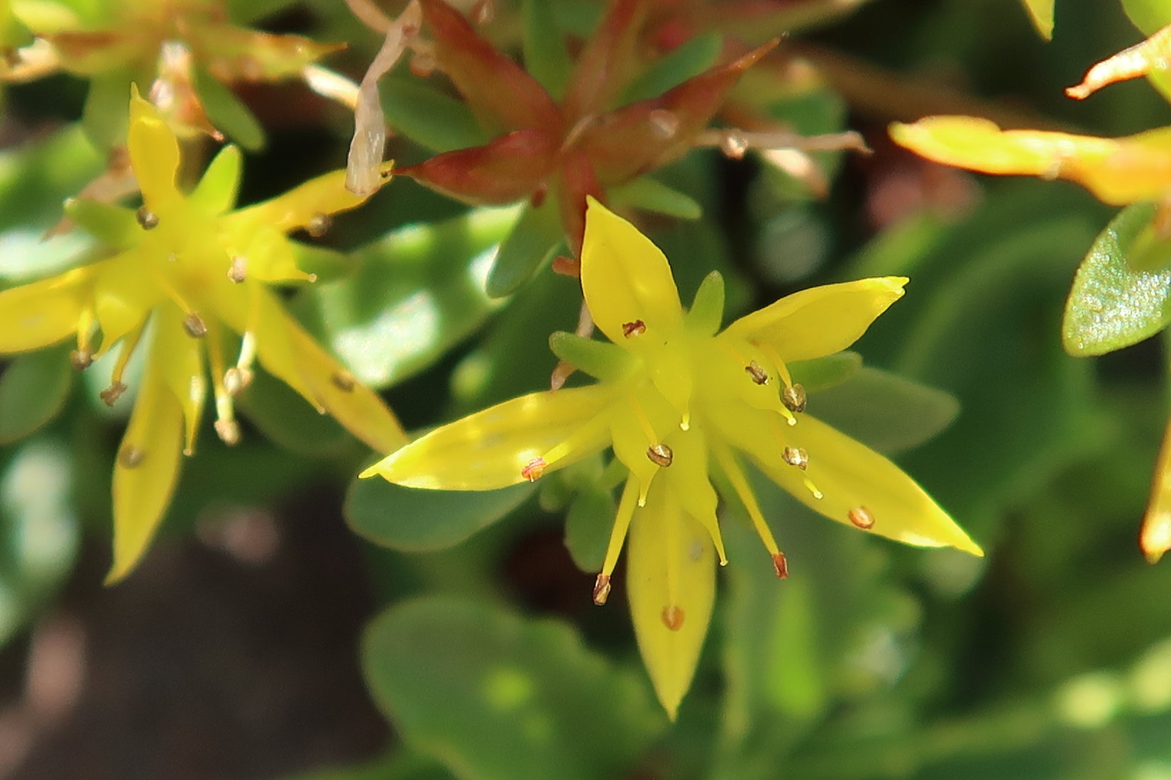 sedum_kamtschaticum3md