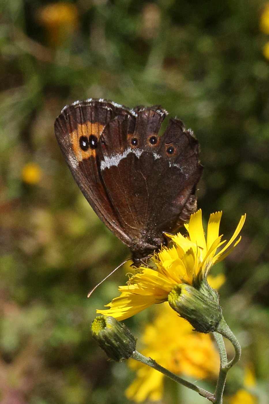 erebia_euryhale3md