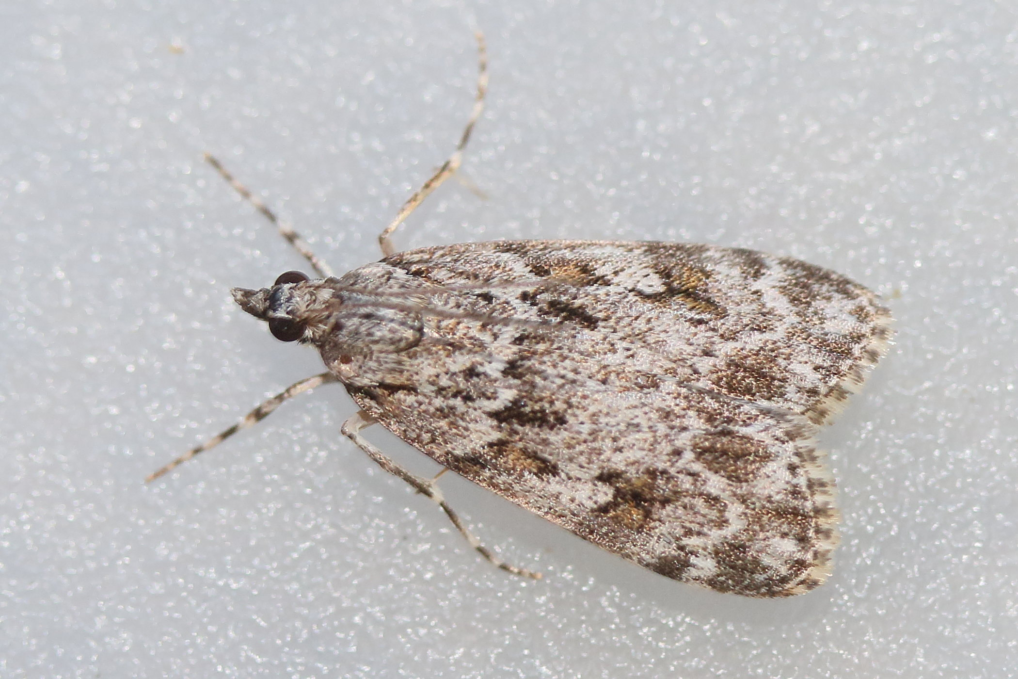 eudonia_lacustrata1md