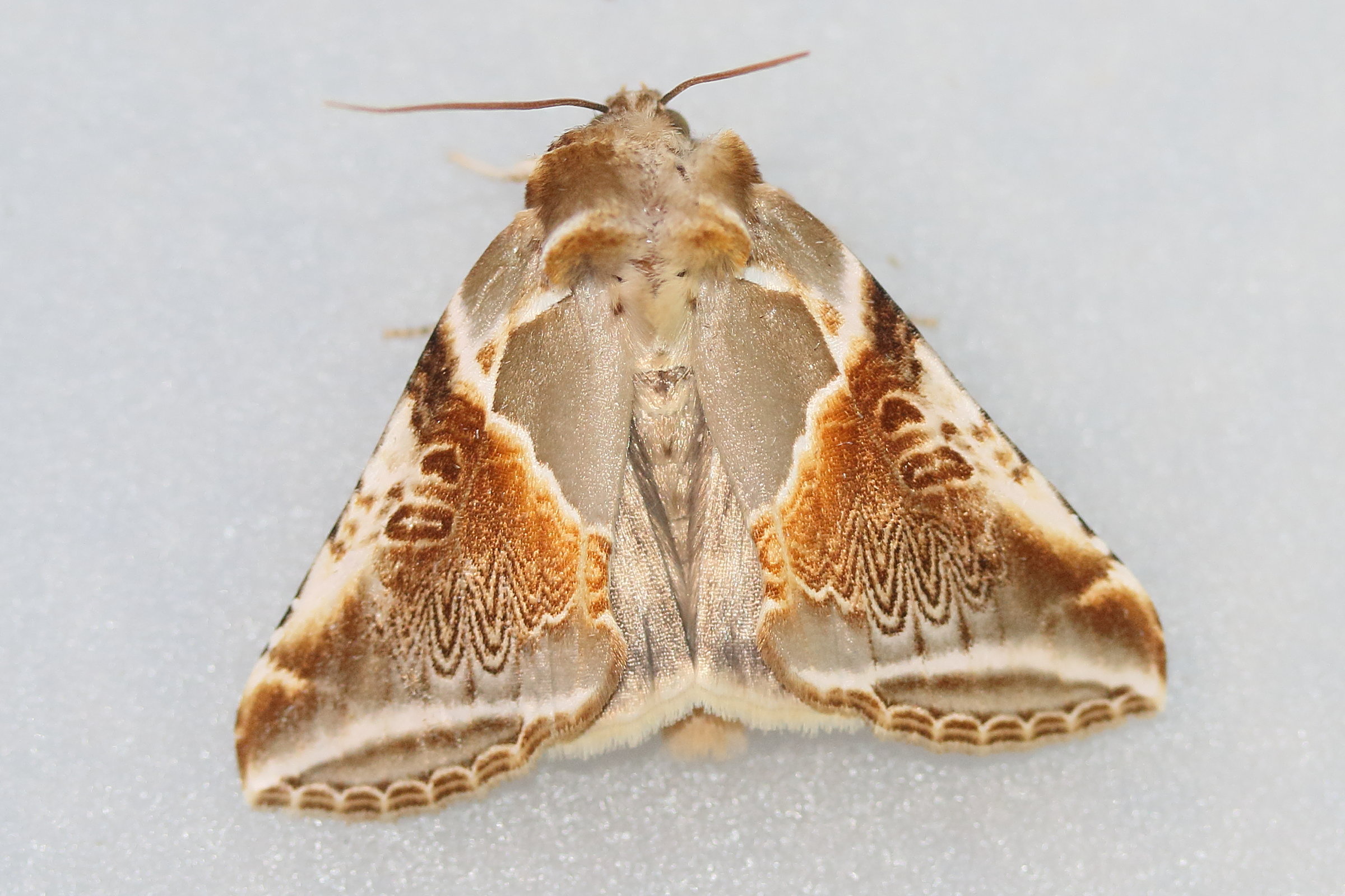 habrosyne_pyritoides2md